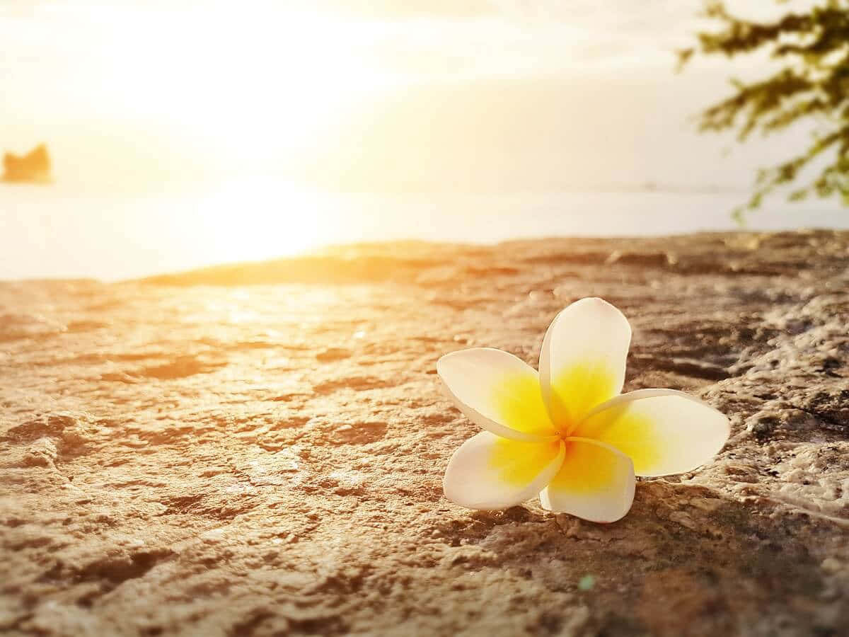 Eineblume Sitzt Auf Einem Felsen In Der Sonne.