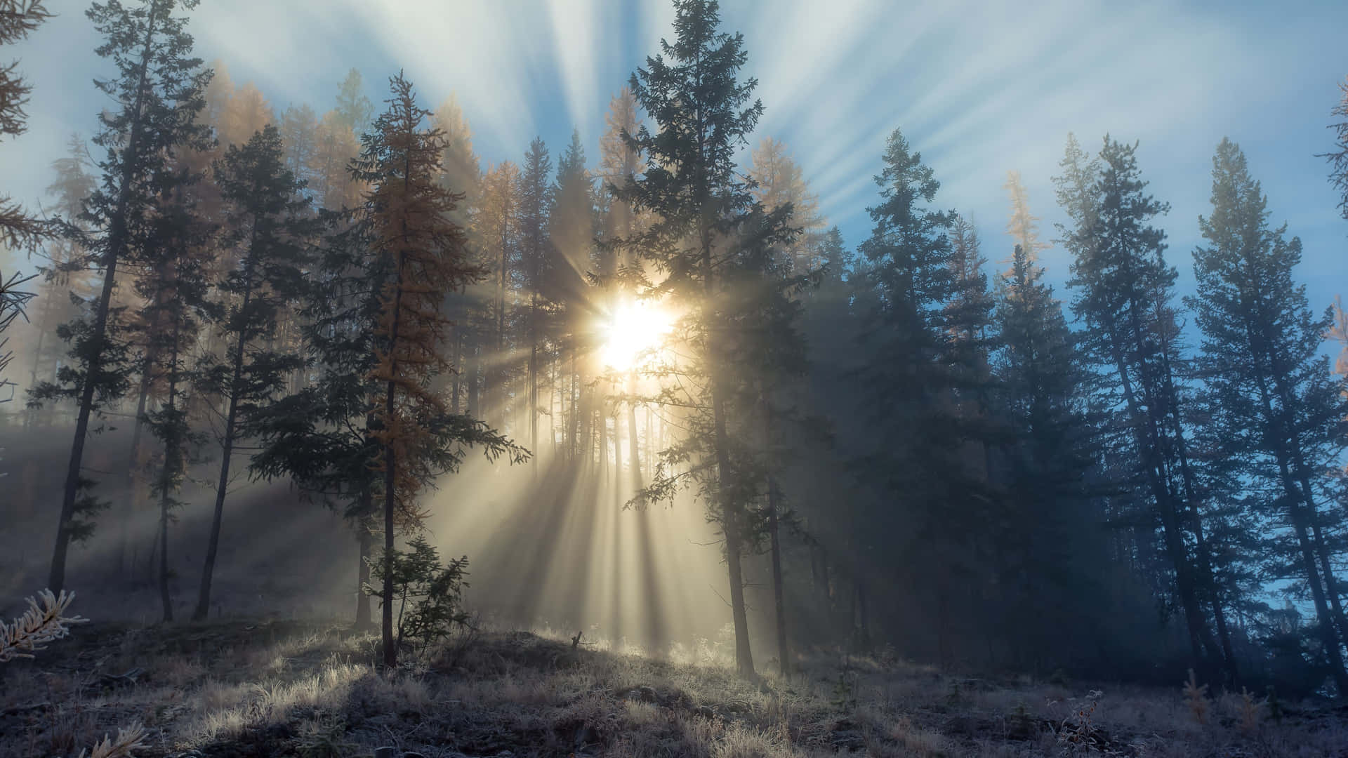 Sonnescheint Durch Einen Wald Mit Bäumen.