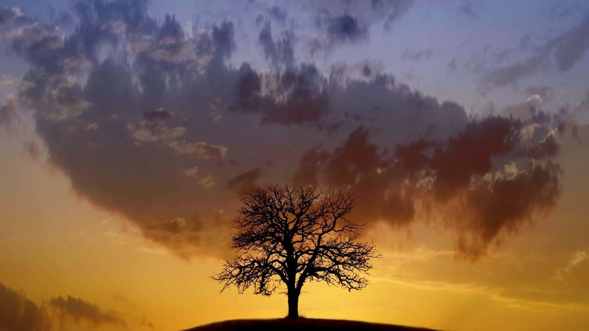 A Lone Tree Is Standing On A Hill In The Sunset Wallpaper