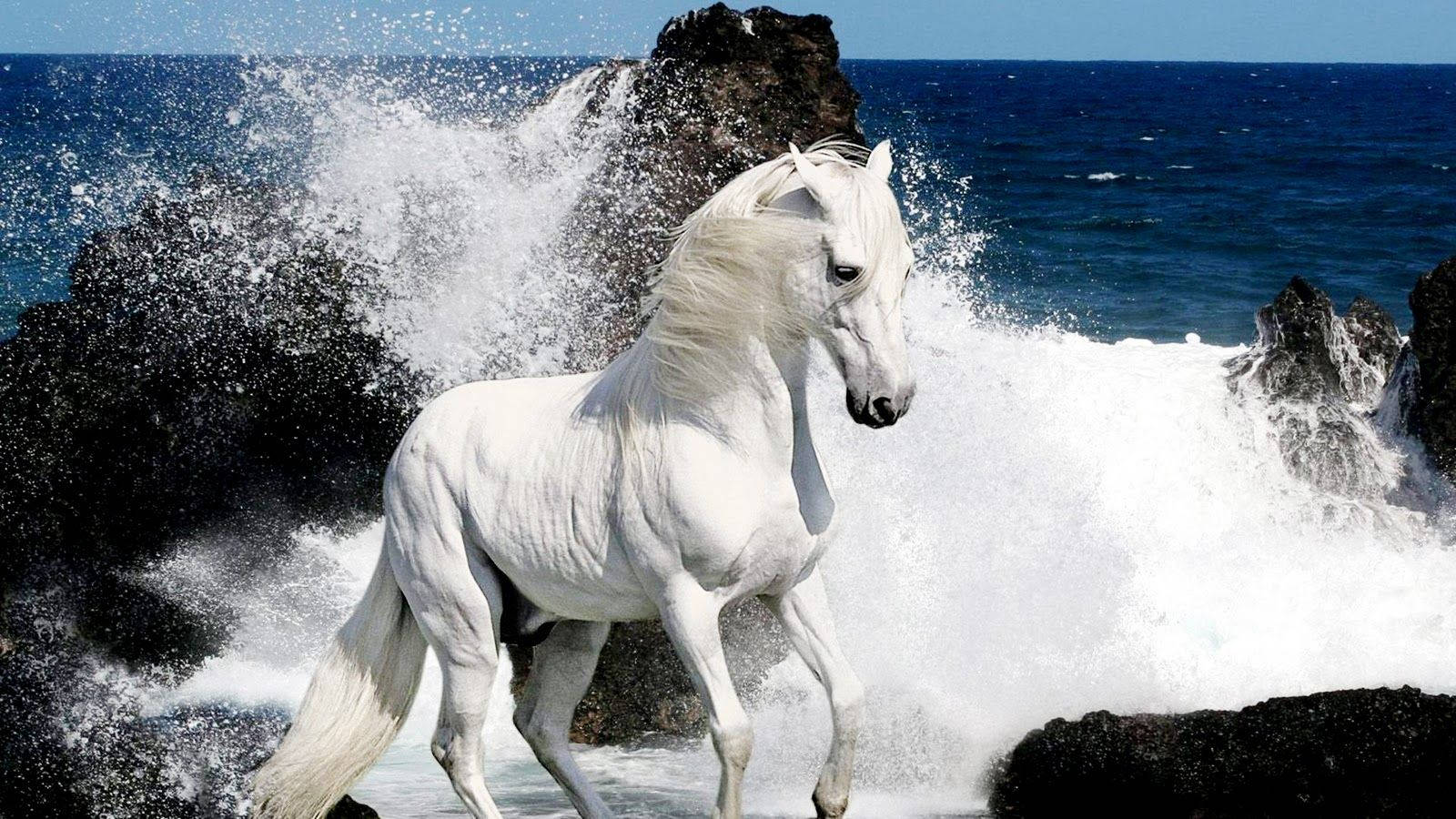 Splashing Waves On White Horse Wallpaper