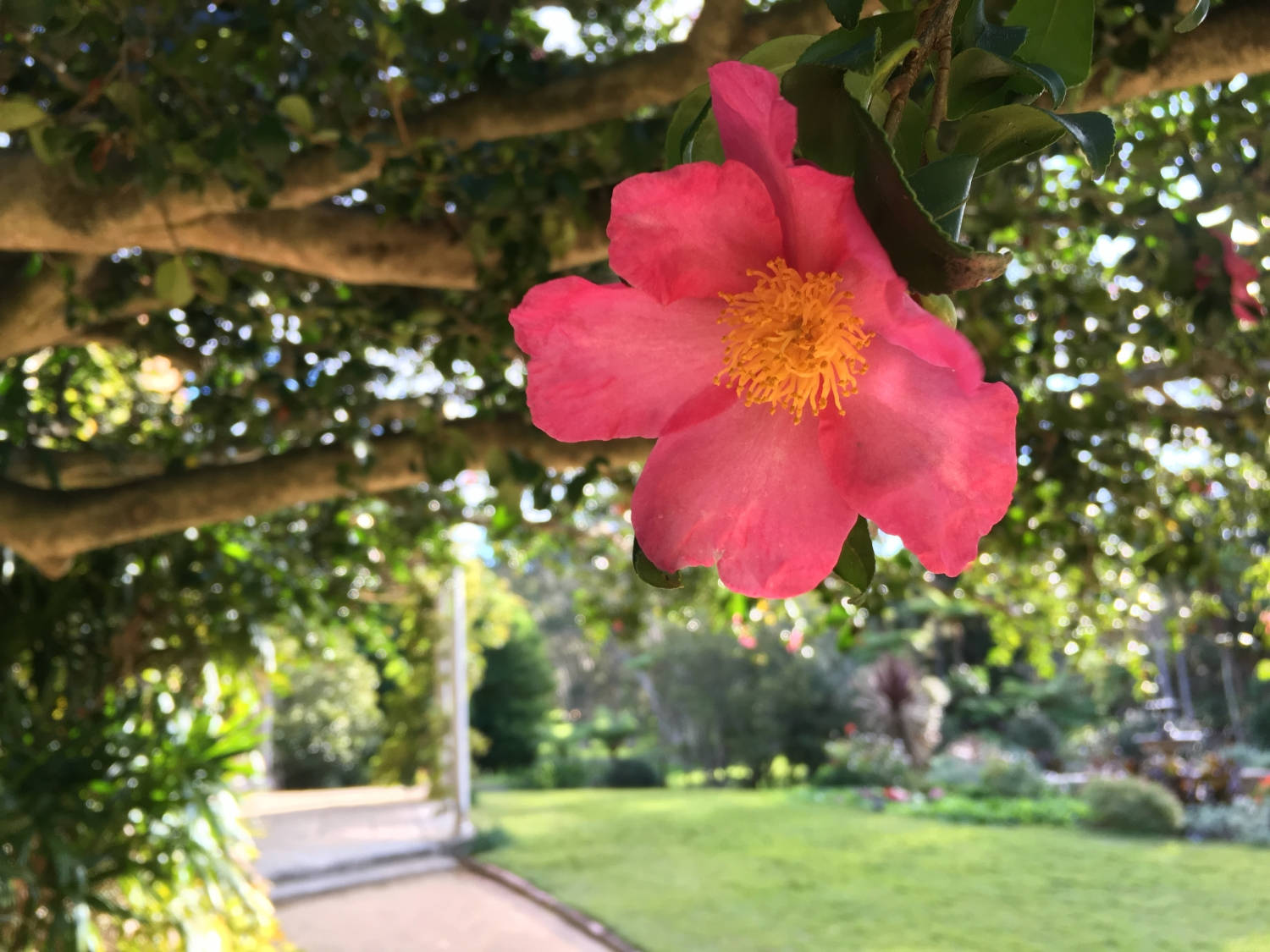 Splendid Bloom Of Camellia Sasanqua Wallpaper