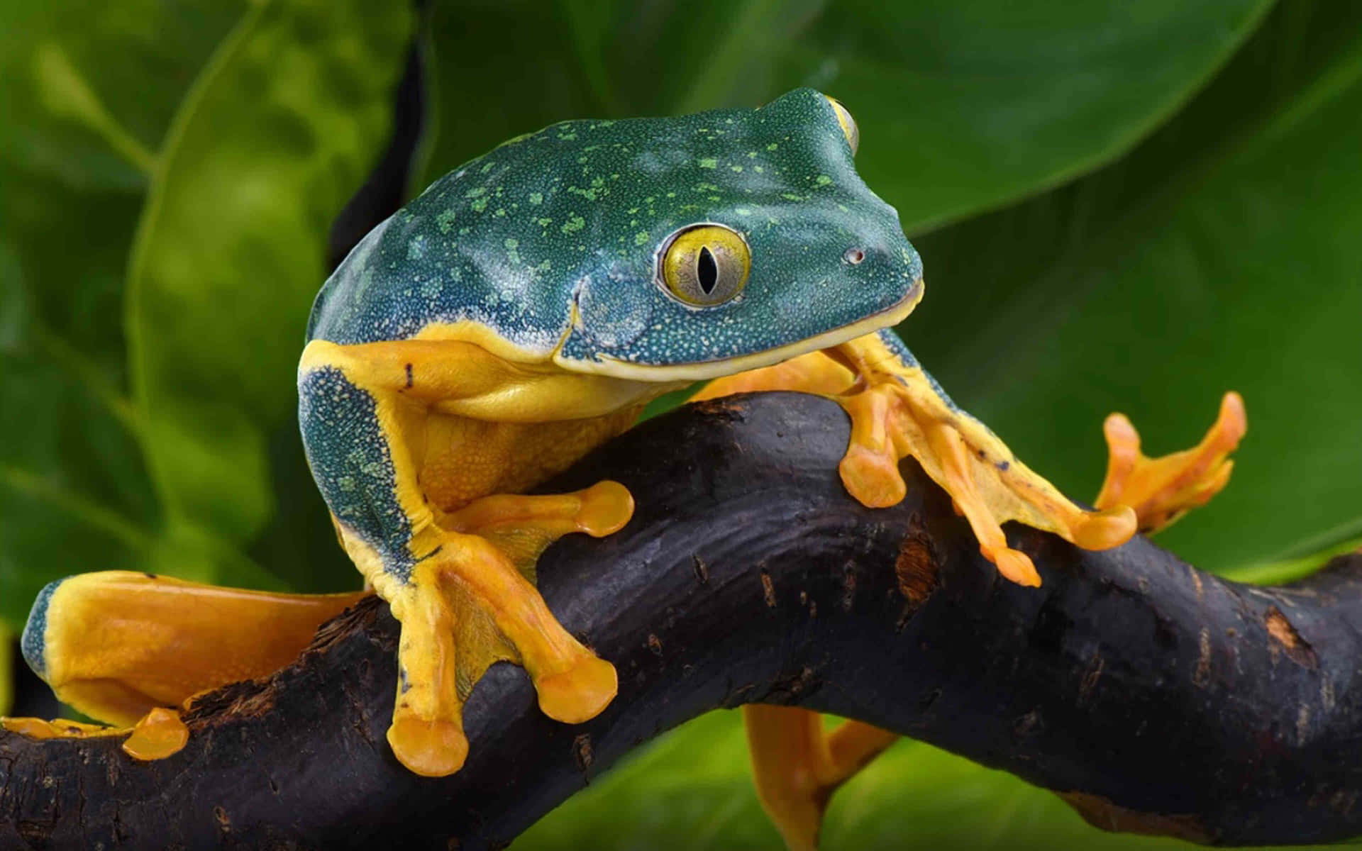 Splendid Leaf Frog Perchedon Branch Wallpaper
