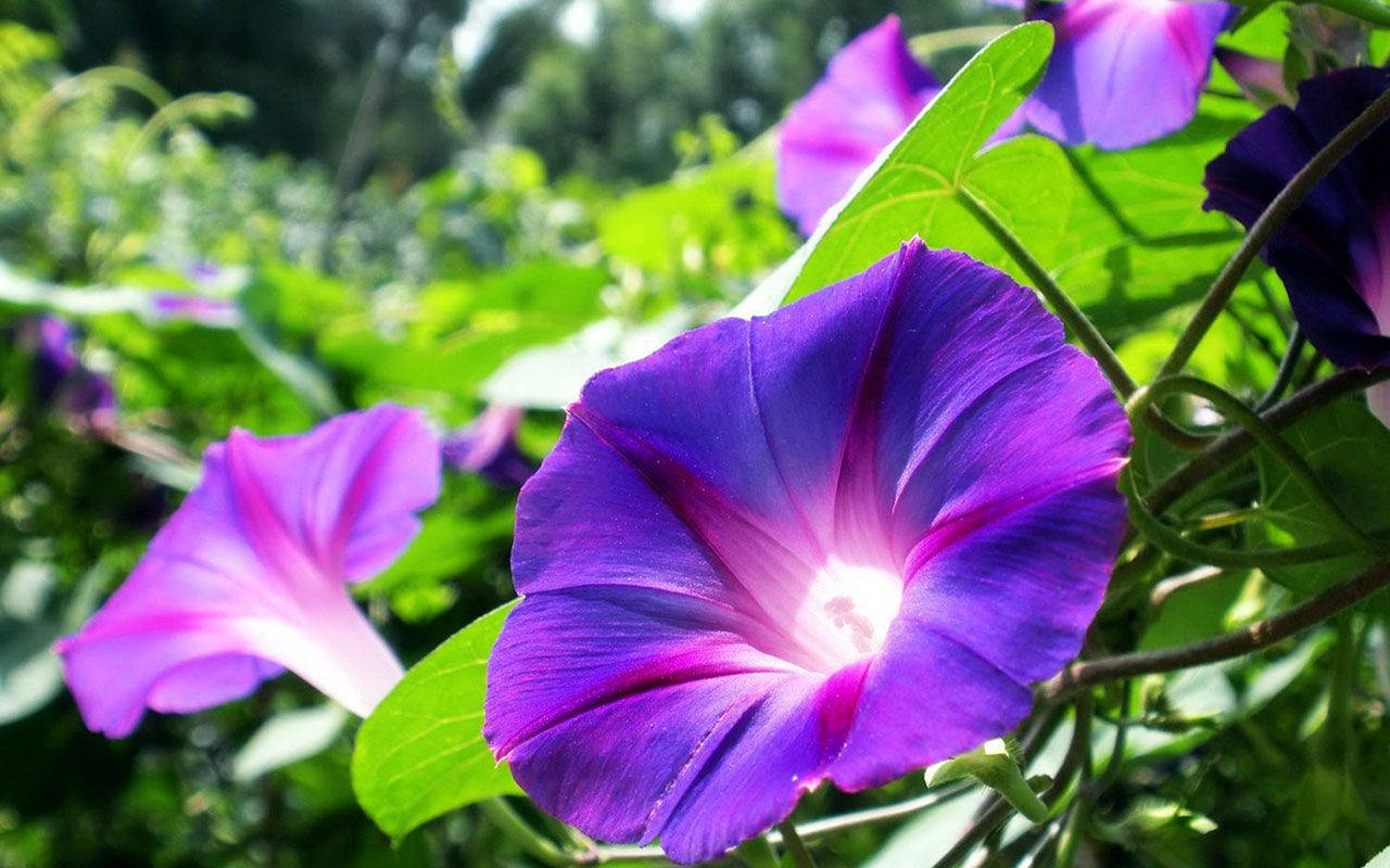 Splendid Purple Flower Morning Glory Background