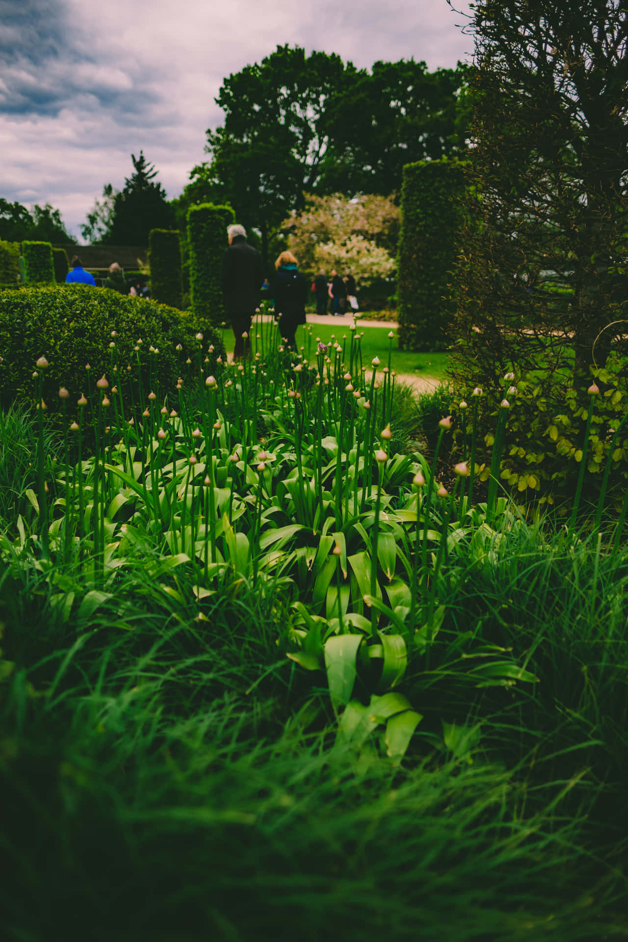 Splendid View Of A Lush Green Garden With Clear Blue Sky.