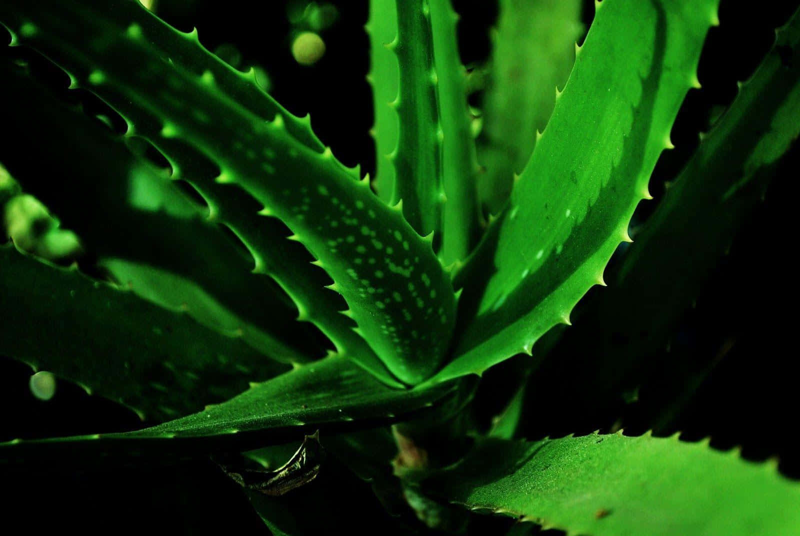 Splendidae Vivace Pianta Di Aloe Vera Su Uno Sfondo Panoramico