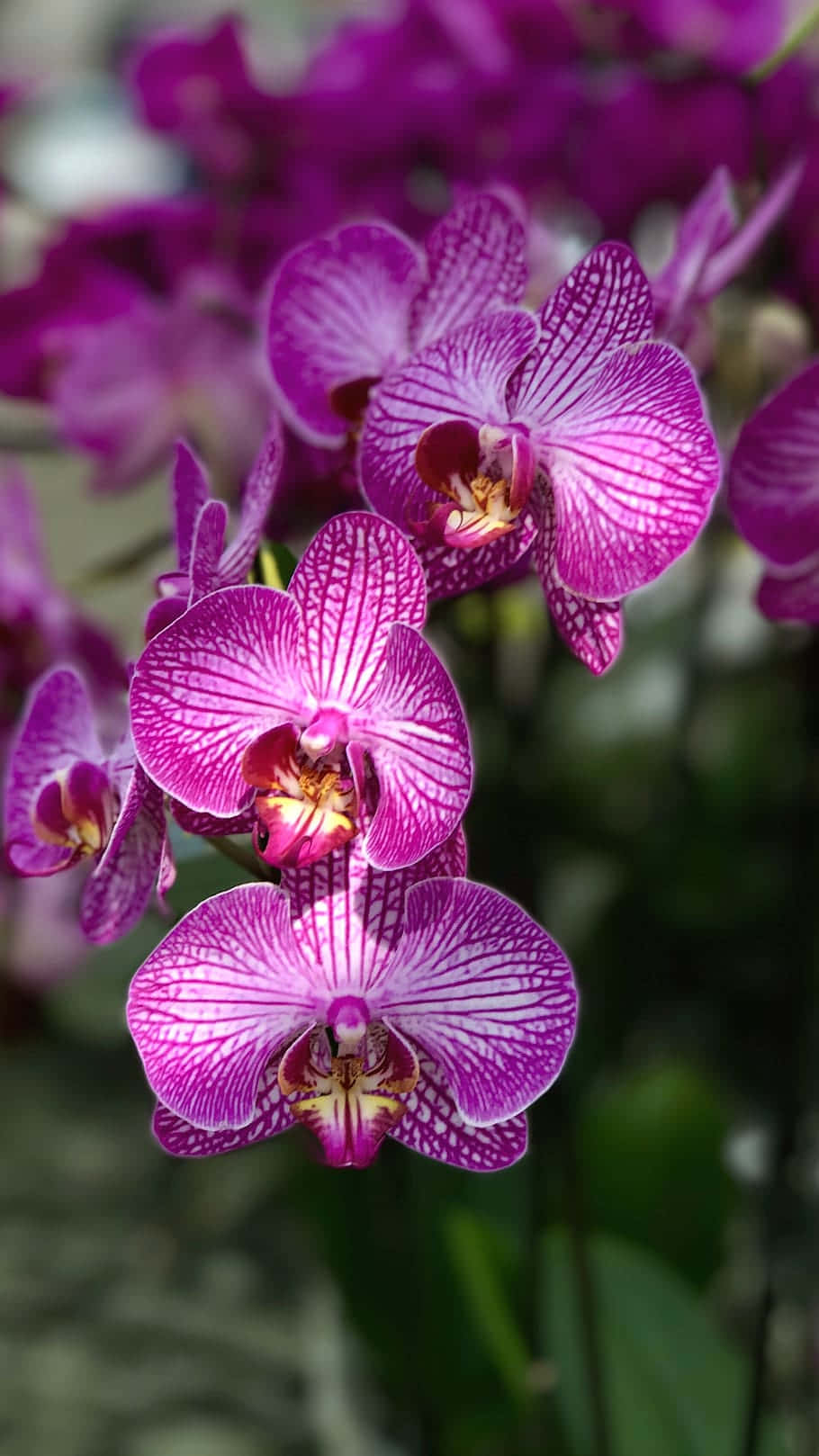 Splendideorchidee Fiorite