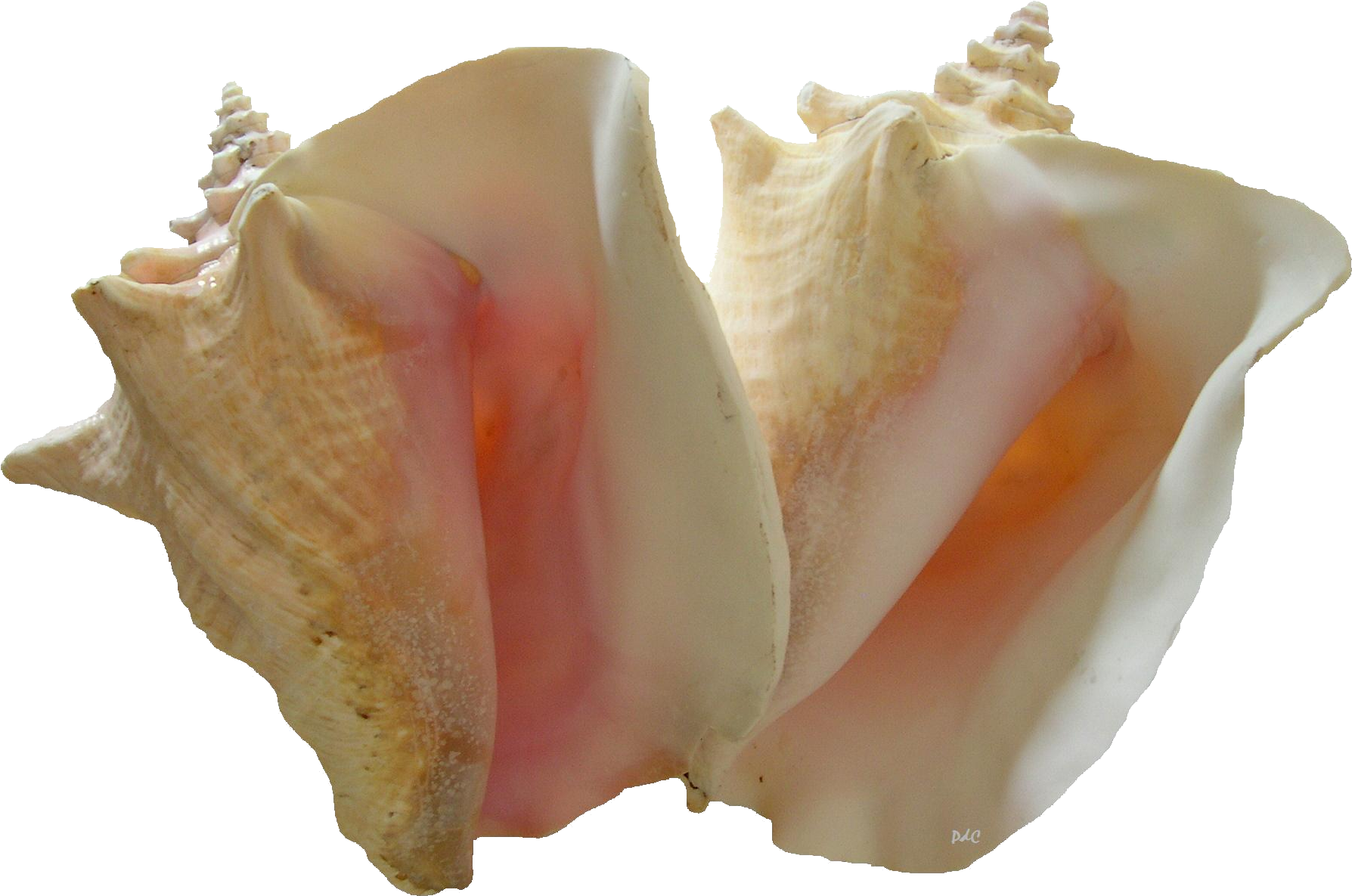 Split Conch Shell Transparent Background PNG