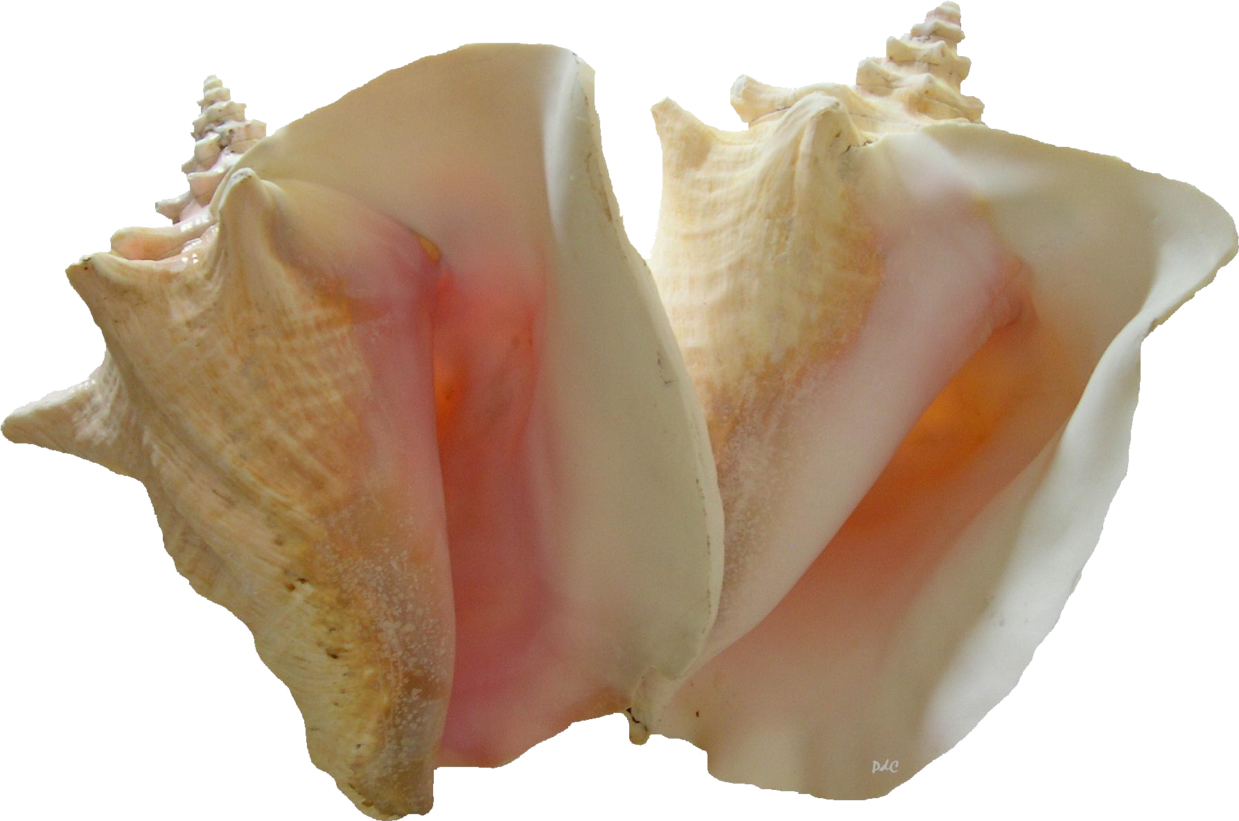 Split Conch Shell Transparent Background PNG — Two large conch shells with creamy beige exteriors and soft pink interiors glow against a stark black background.