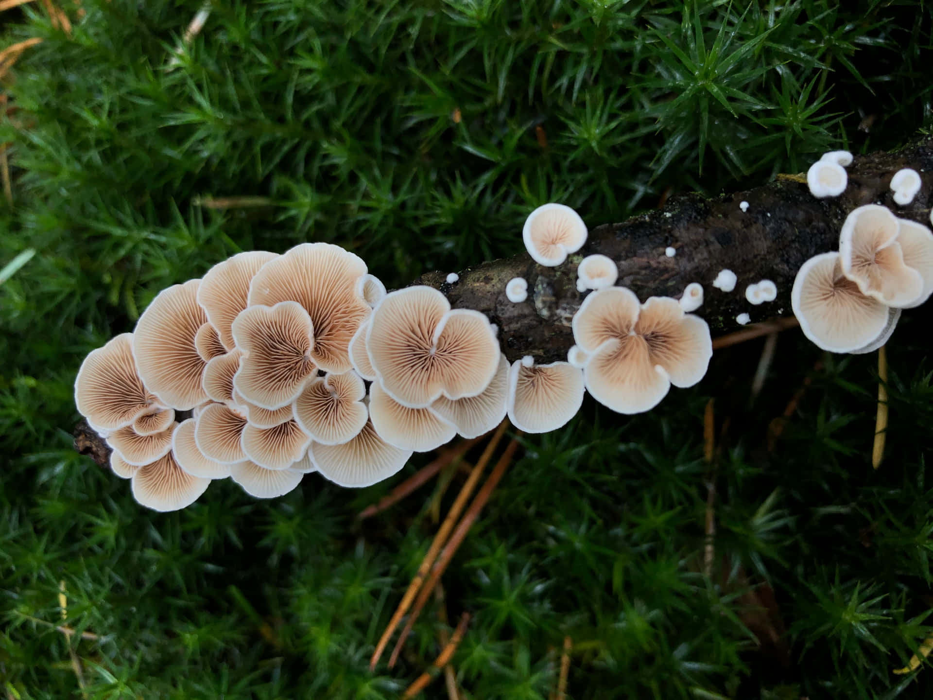 Split Gill Fungus On Dark Wood Branch Wallpaper