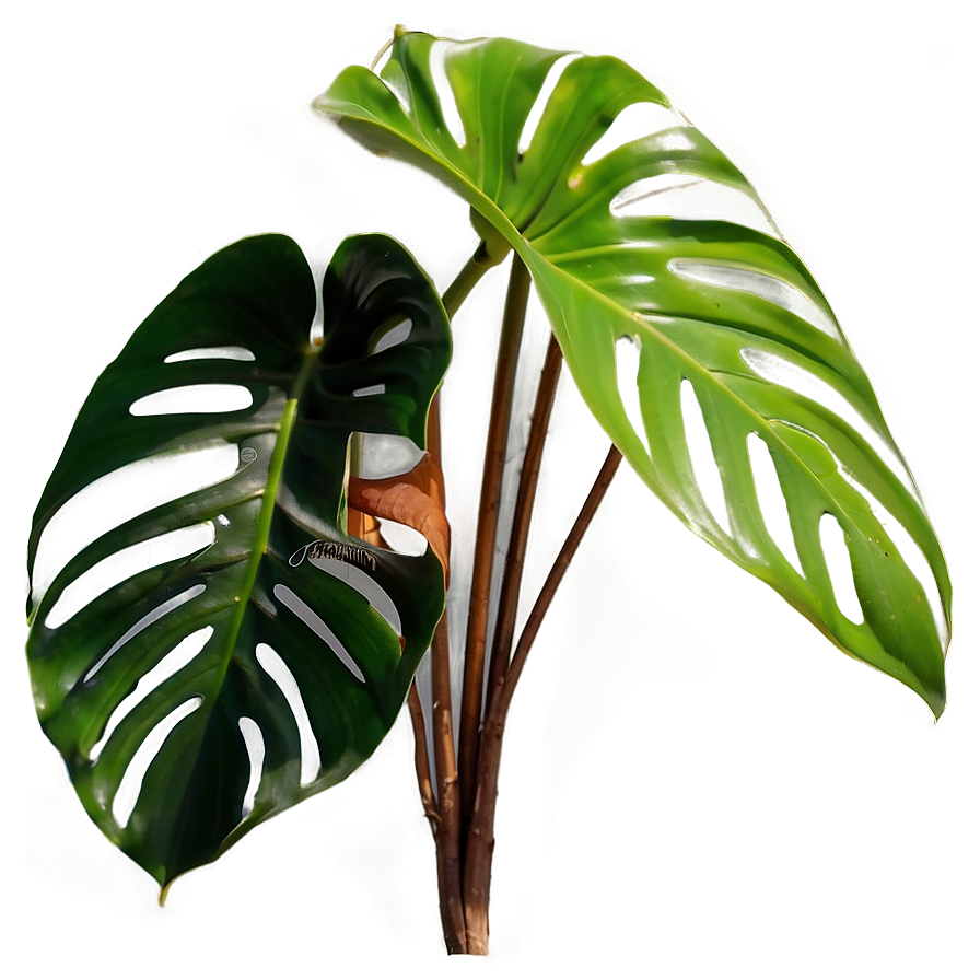 Split Leaf Philodendron Png Wsj20 PNG