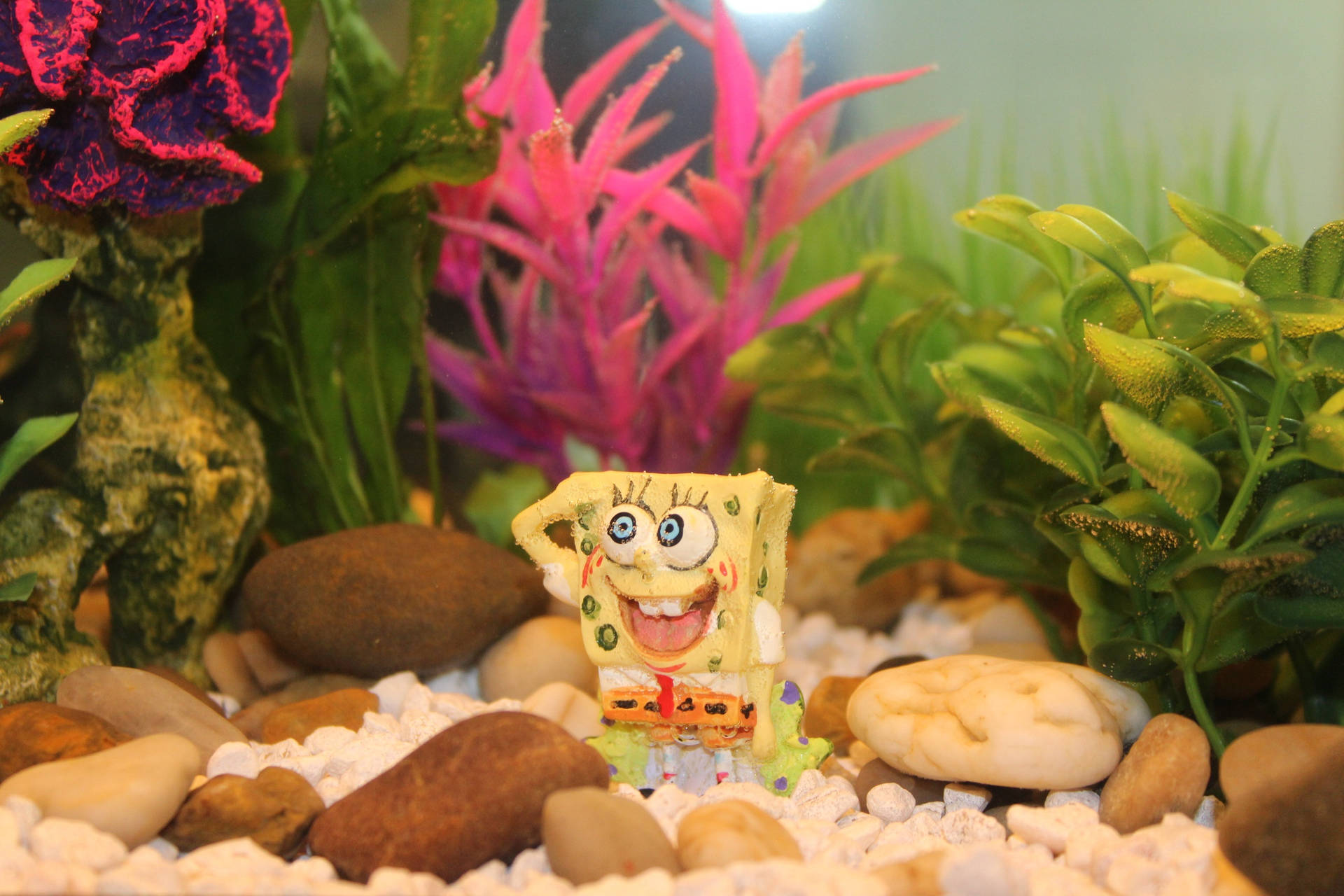 Delightful SpongeBob-themed Aquarium Wallpaper