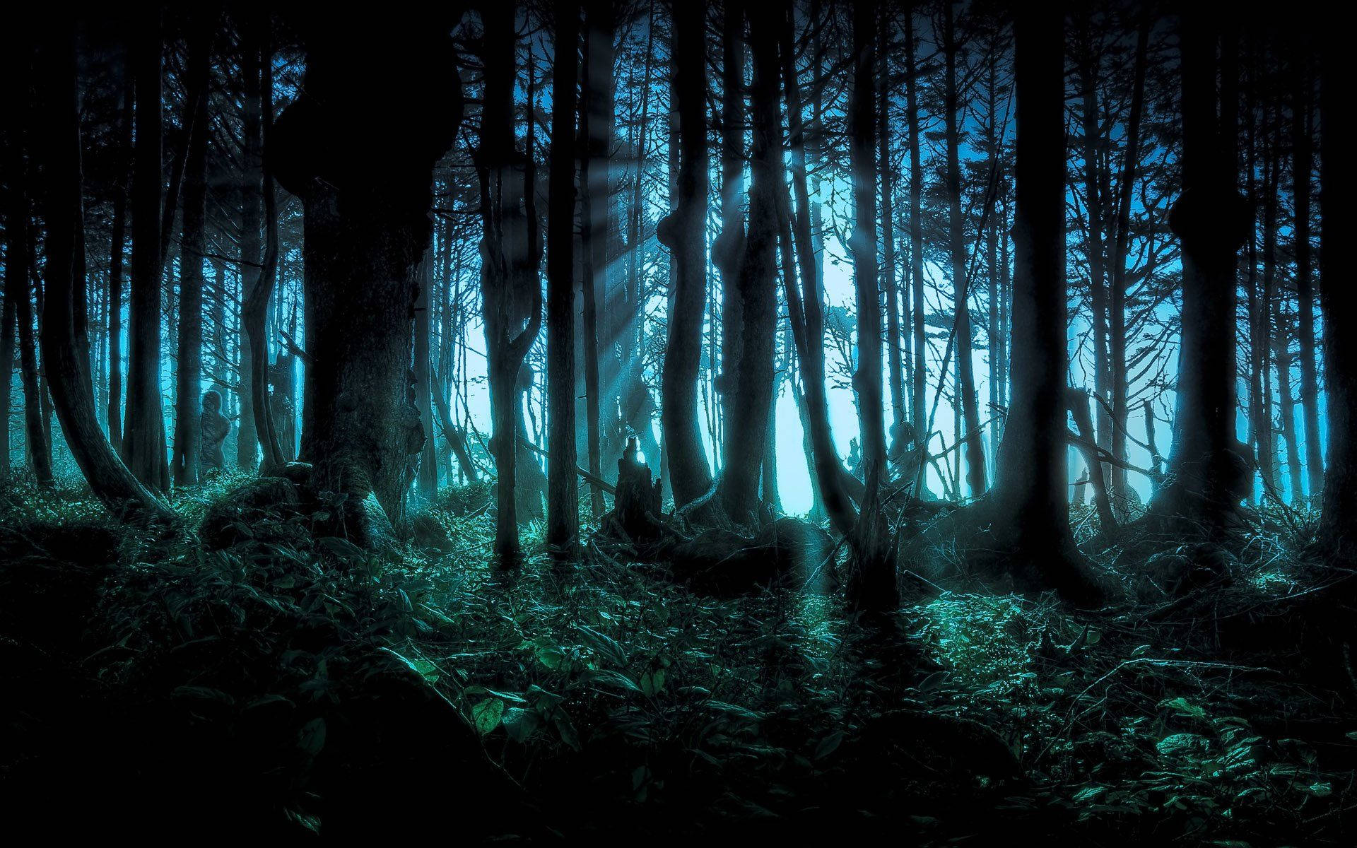 Spooky Dark Forest