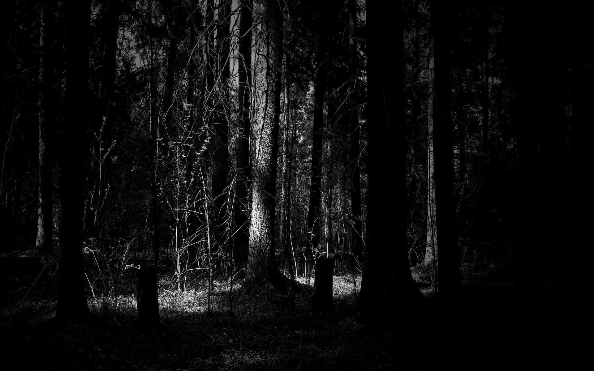 Gruseligerwald In Der Nacht - Desktop-hintergrund Wallpaper