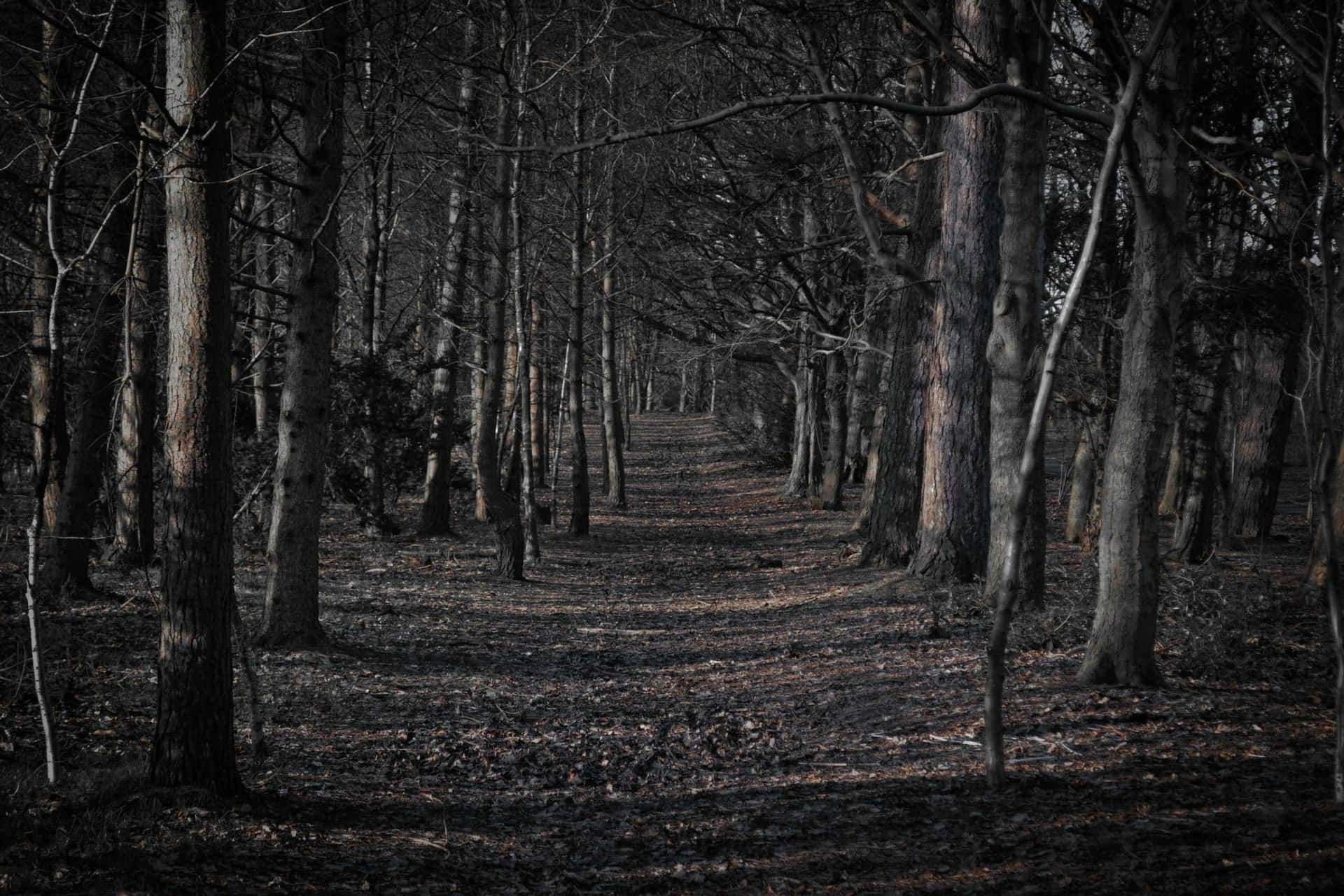 Gruseligerleerer Wald-hintergrundbild Für Den Desktop Wallpaper