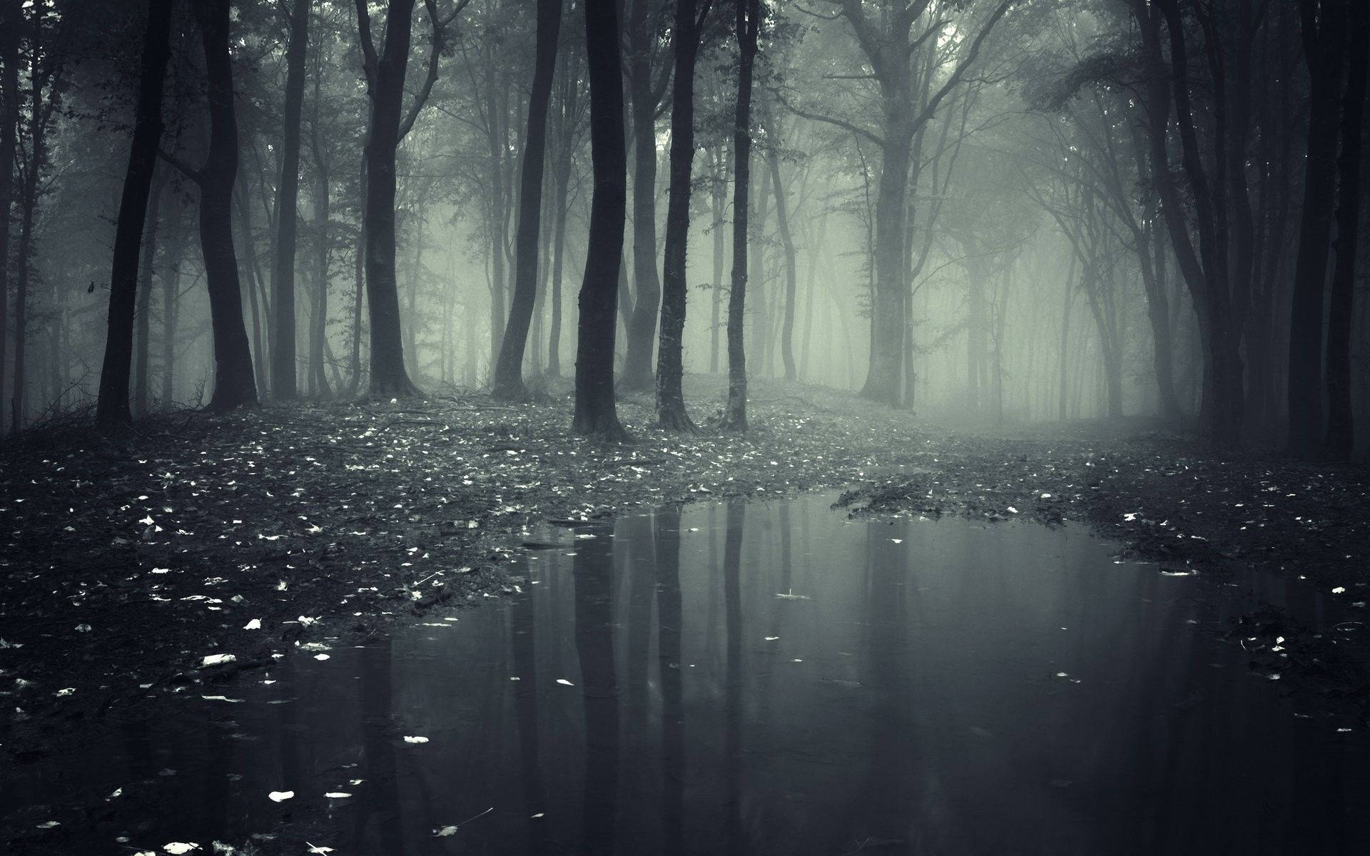 Spooky Foggy Forest