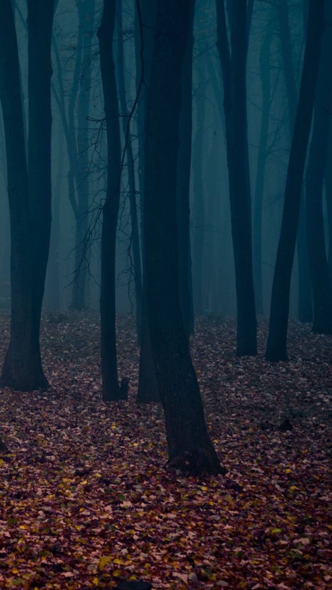 A Dark Forest With Leaves On The Ground Wallpaper