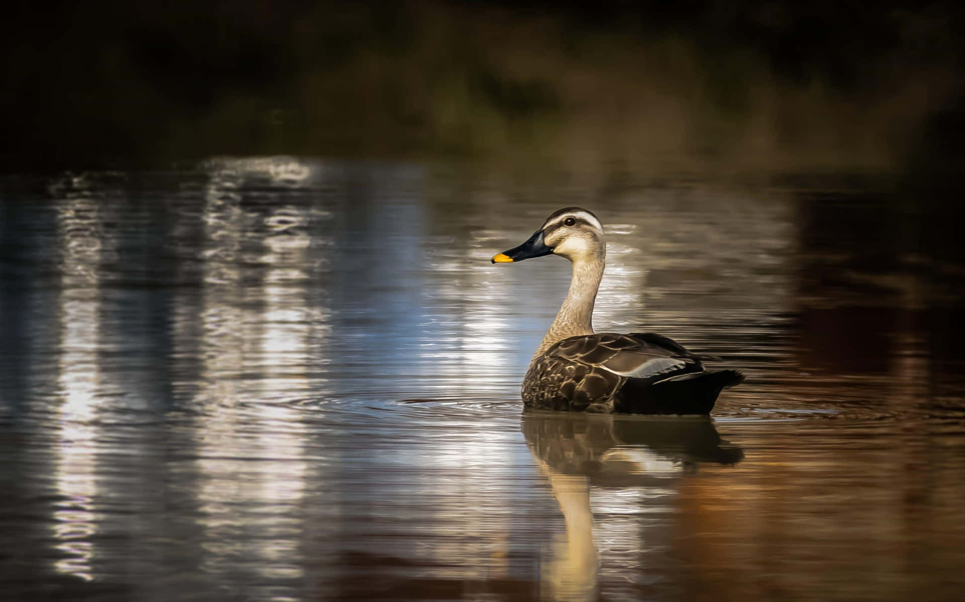 Spotlighted Duckon Tranquil Water Wallpaper