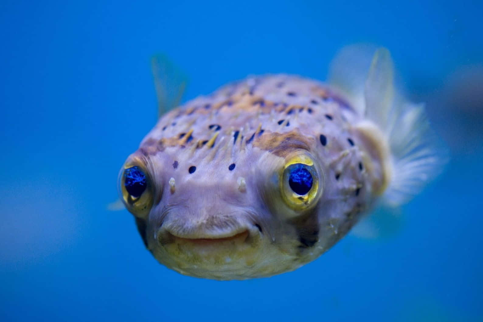 Spotted Blowfish Blue Background Wallpaper