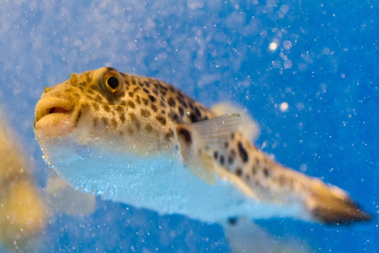 Spotted Blowfish Underwater Wallpaper