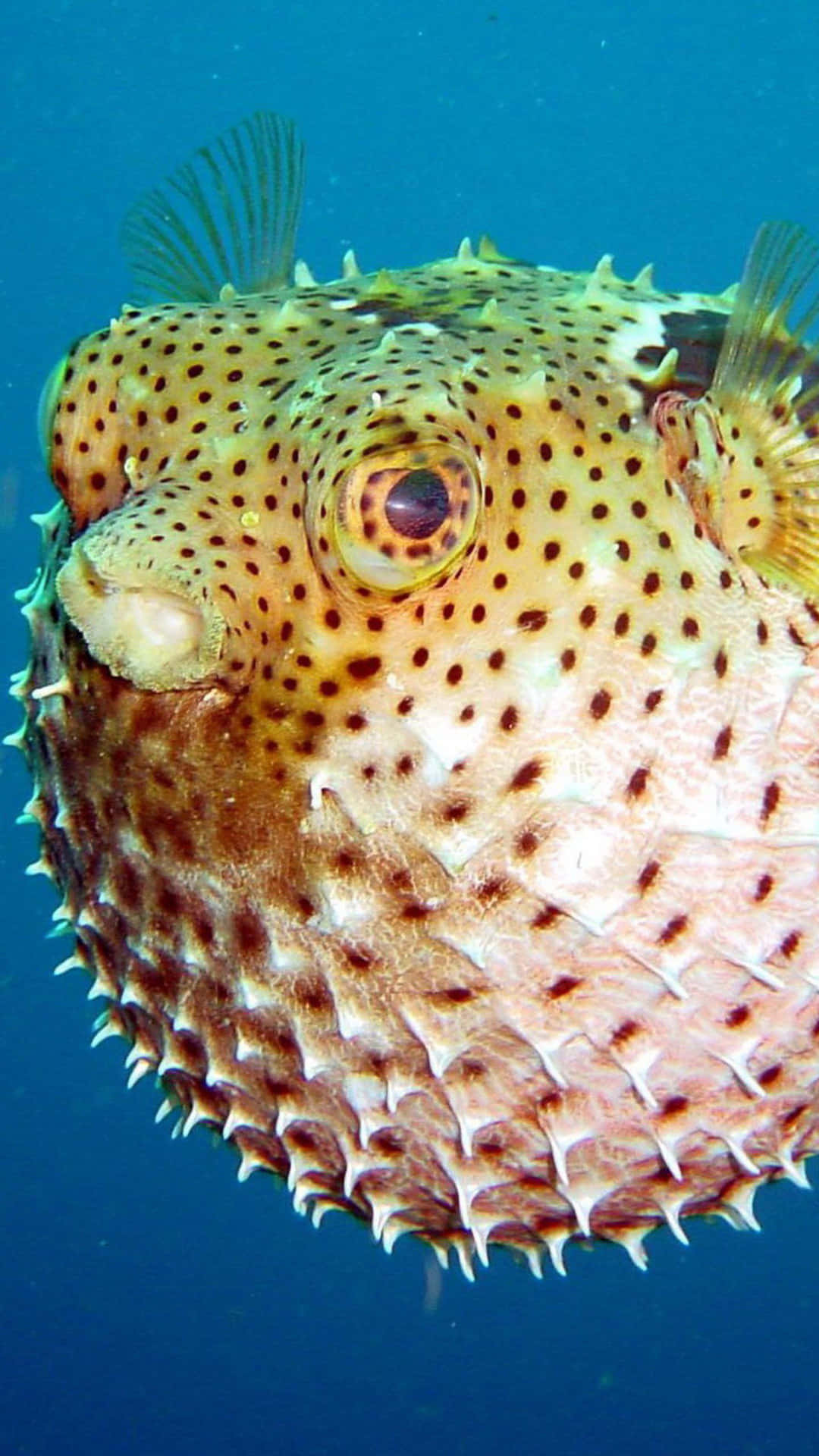 Spotted Blowfish Underwater.jpg Wallpaper