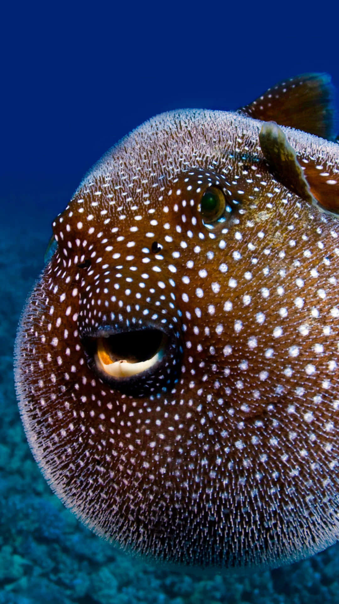 Spotted Blowfish Underwater Wallpaper