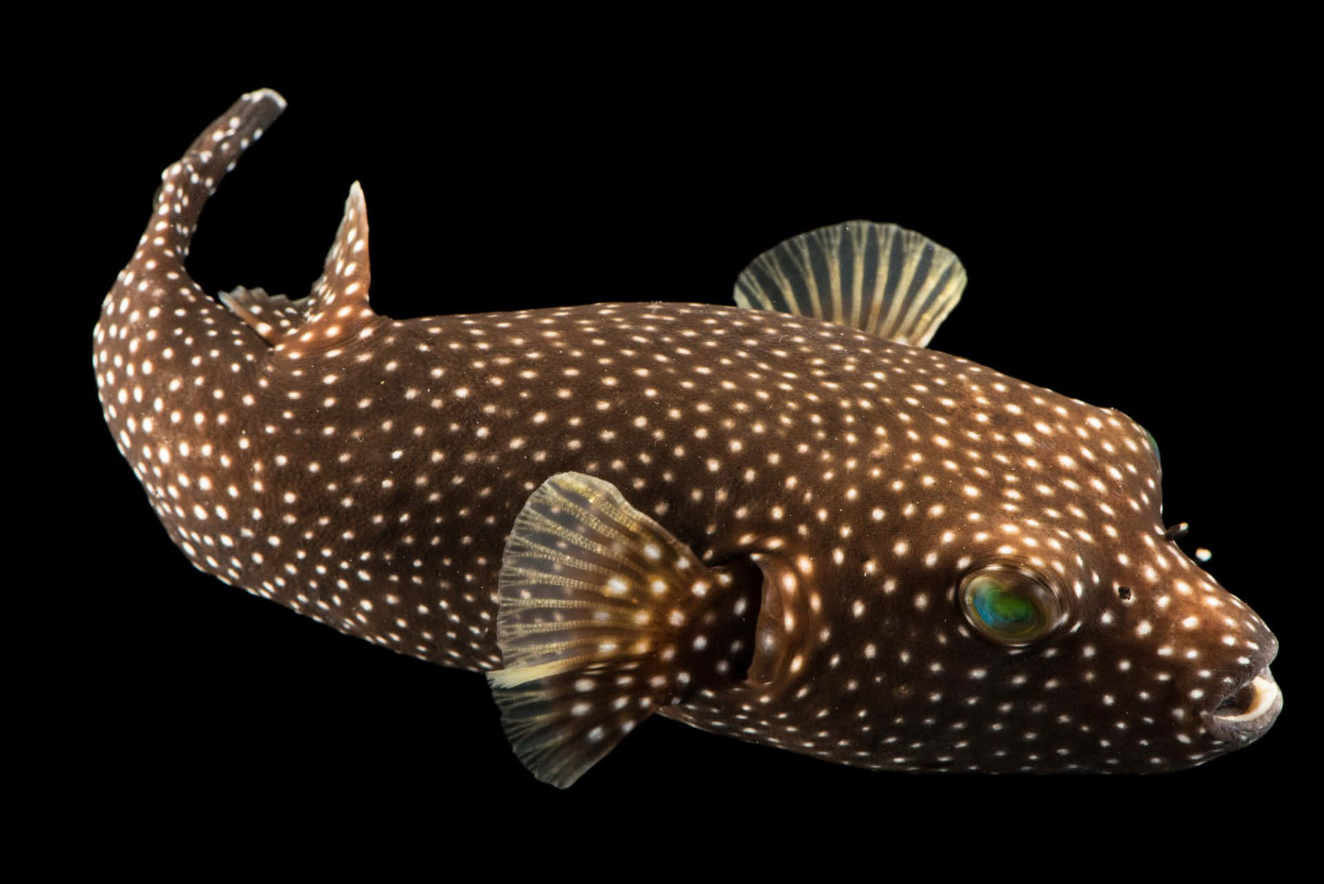Spotted Boxfish Isolatedon Black Wallpaper