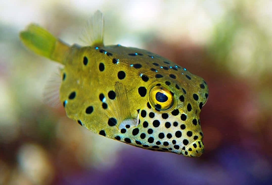 Spotted Boxfish Swimming Wallpaper