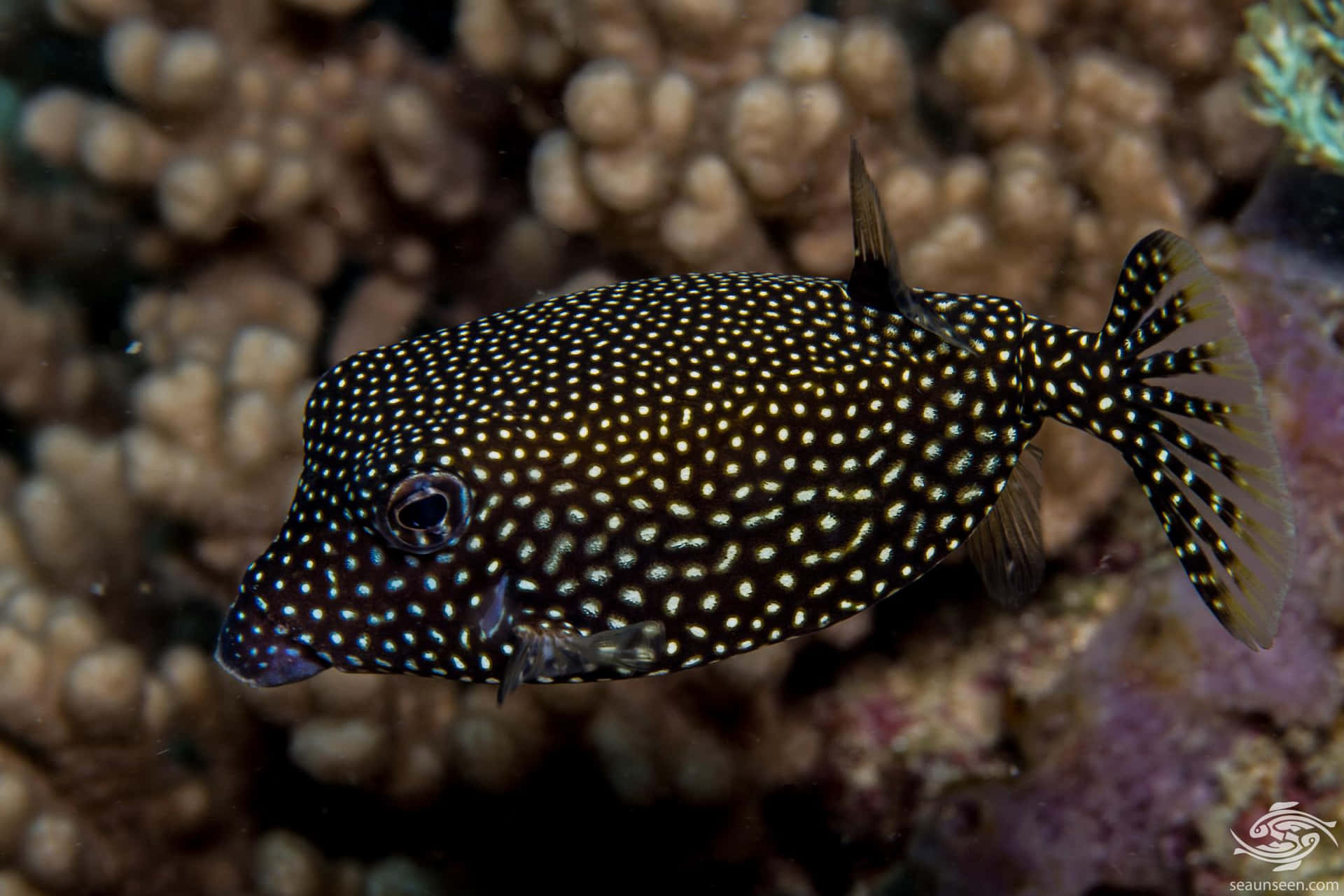 Spotted Boxfishin Coral Reef Wallpaper