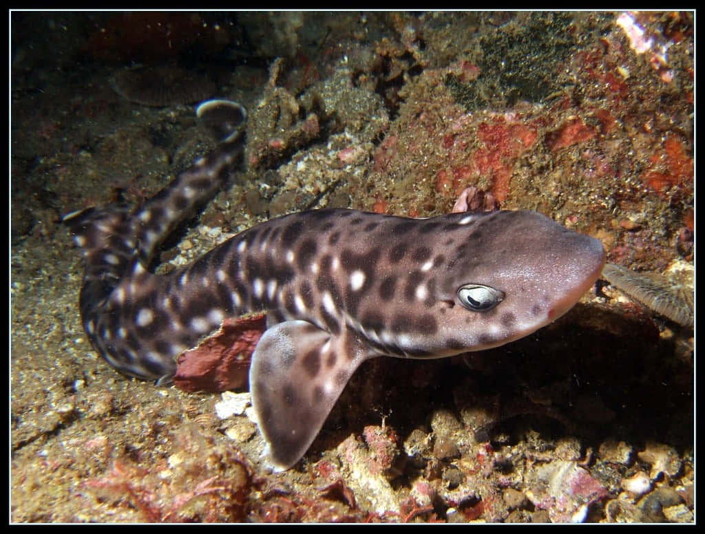 Spotted Cat Shark Underwater Wallpaper
