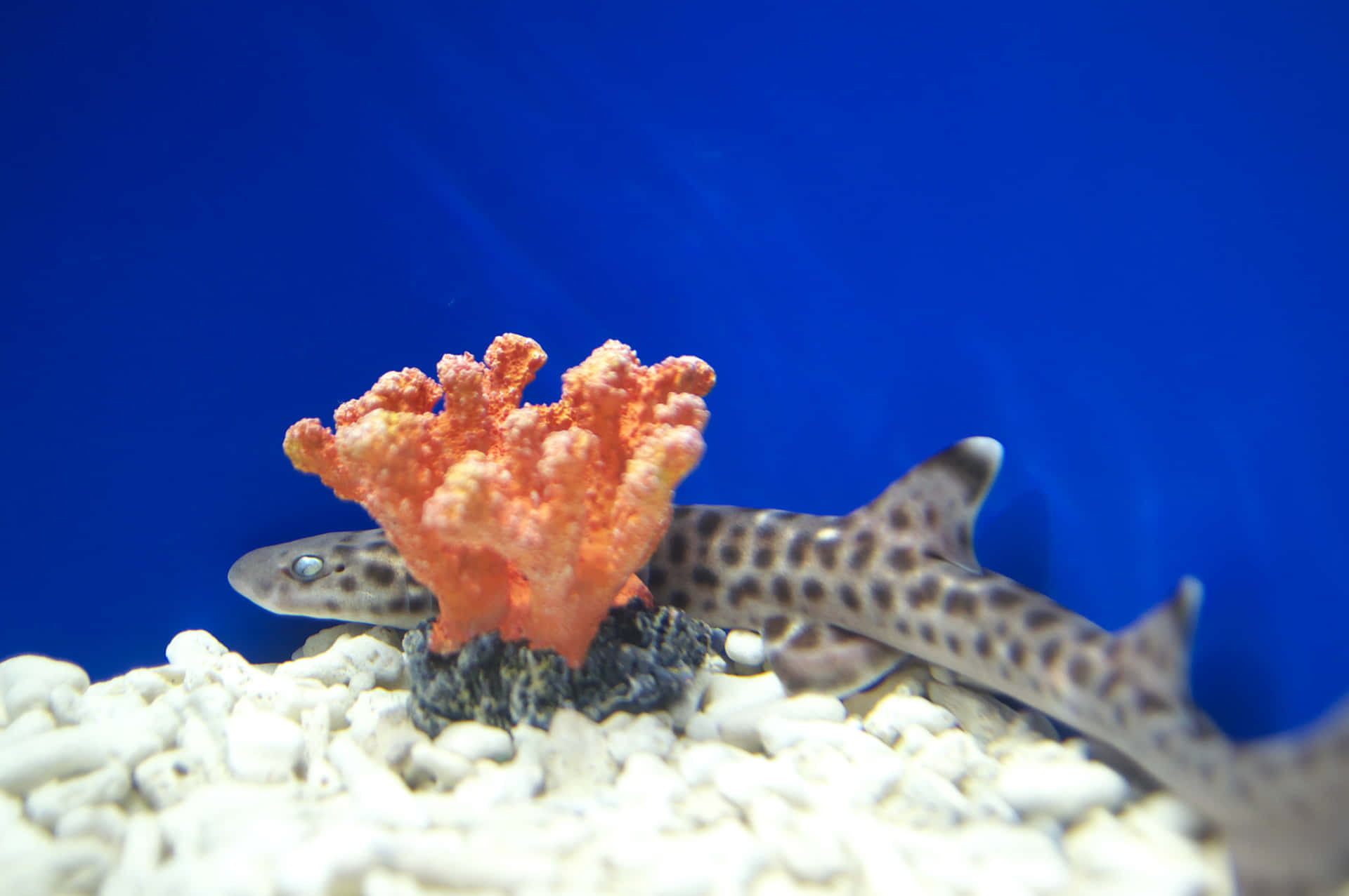 Spotted Catshark Blue Aquarium Background Wallpaper