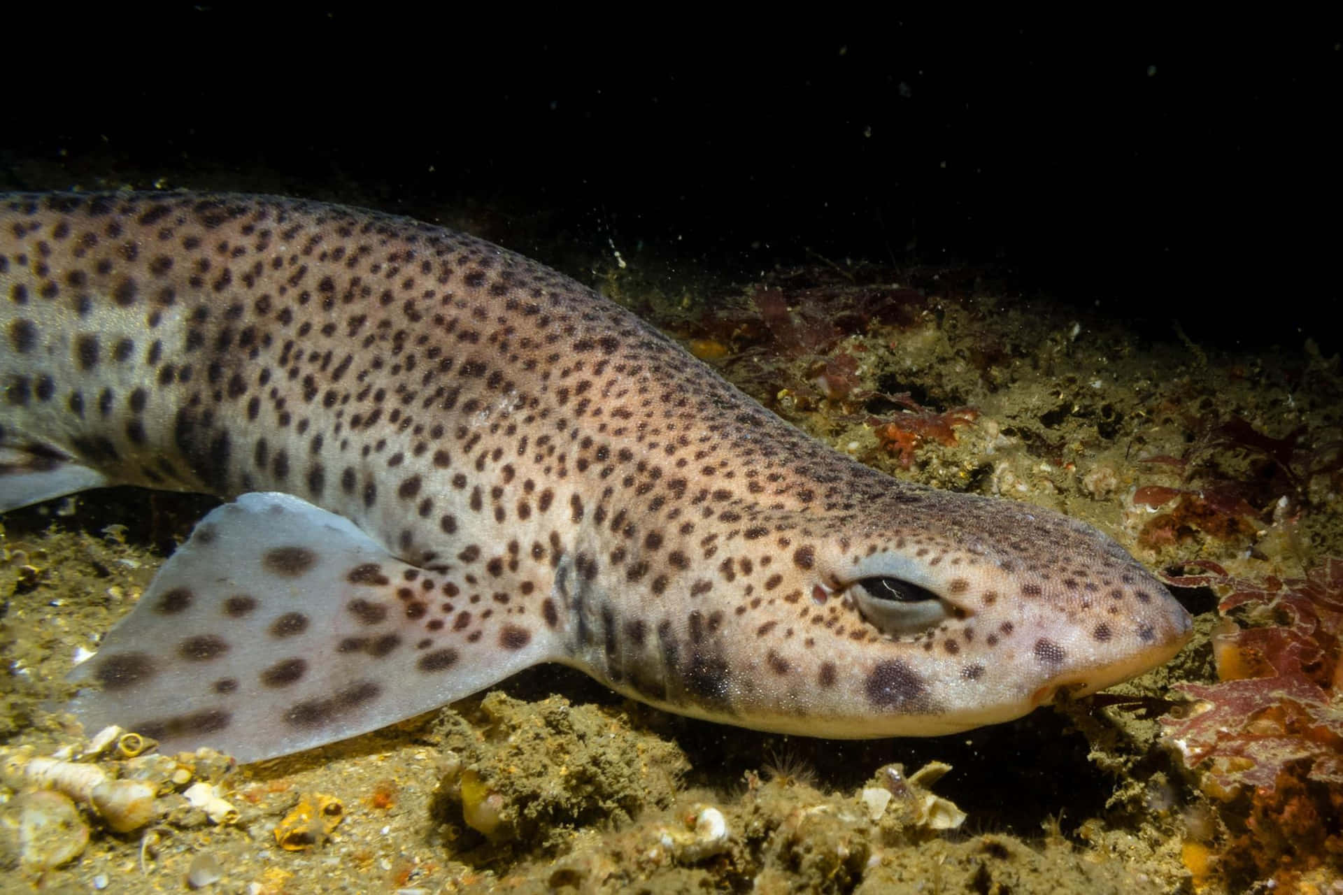 Spotted Catshark Restingon Seabed.jpg Wallpaper