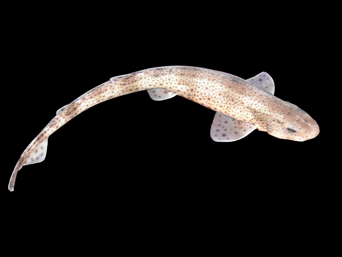 Spotted Catshark Swimming Against Black Background Wallpaper