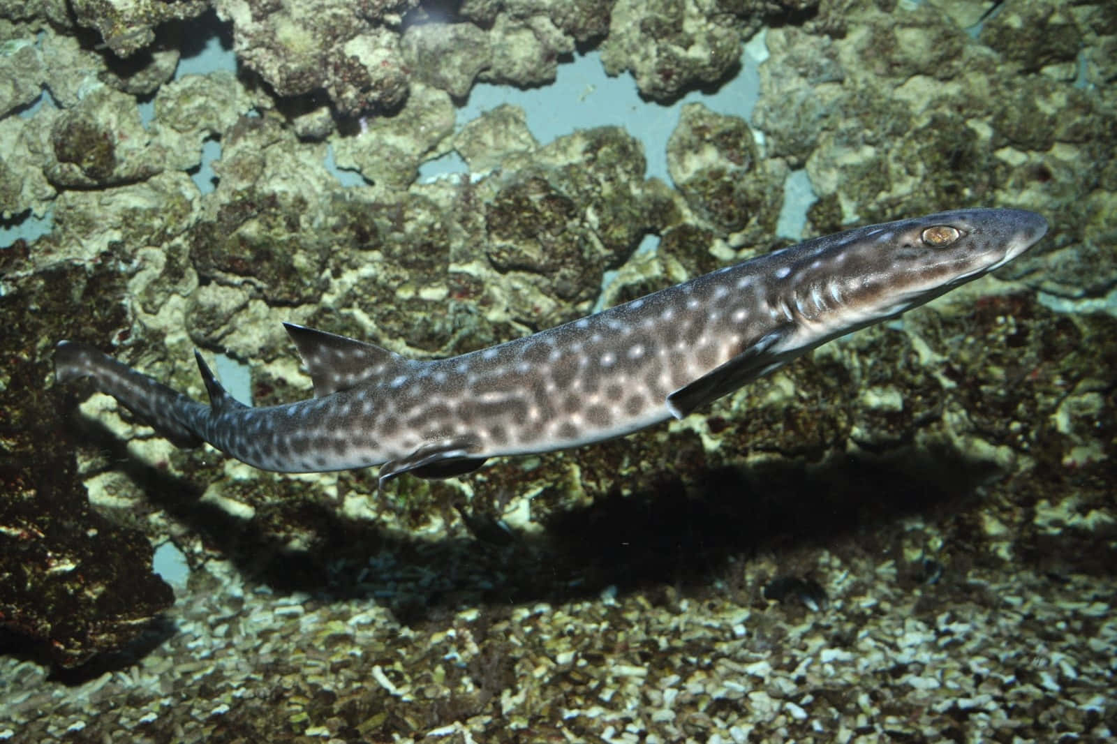 Spotted Catshark Swimming Over Coral Reef Wallpaper