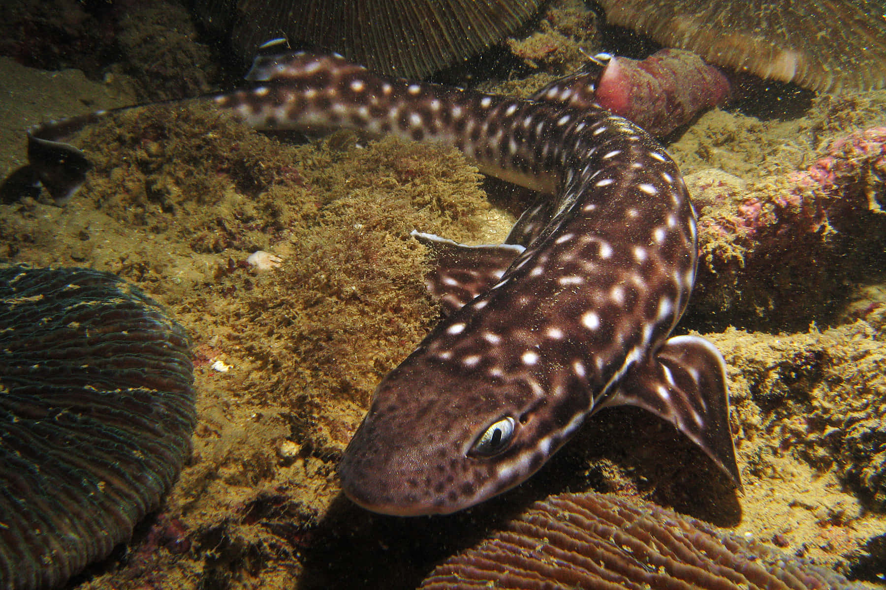 Spotted Catshark Underwater Wallpaper