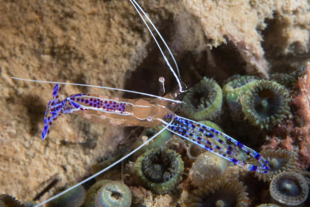 Spotted Cleaner Shrimp On Coral Wallpaper