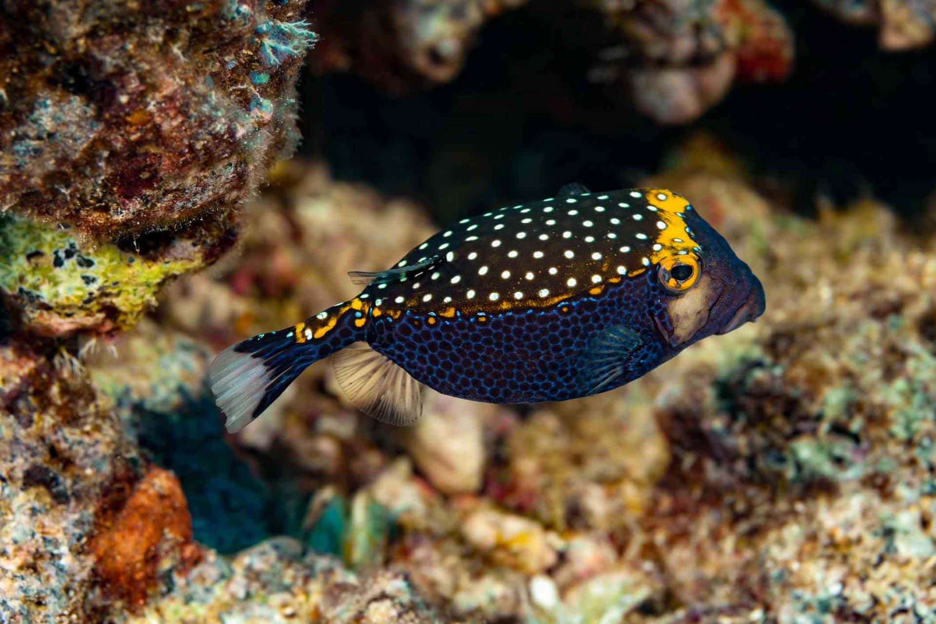 Spotted Cowfish Underwater Scene Wallpaper