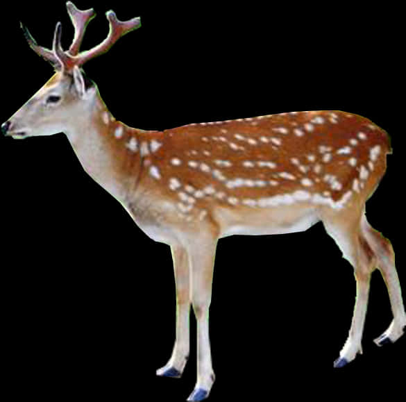 Spotted Deer Isolatedon Black Background PNG