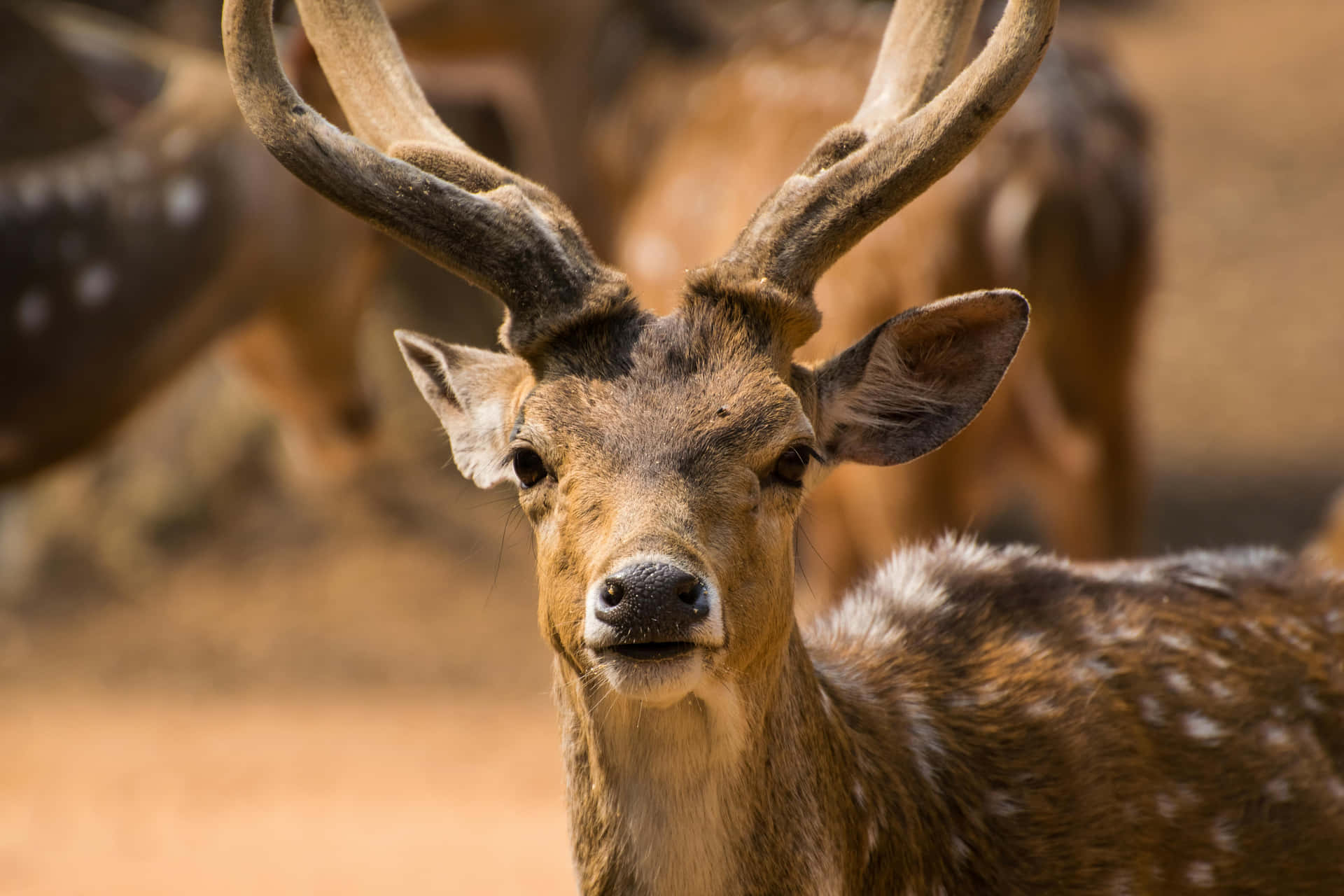 Cerf Tacheté Regardant La Caméra.jpg Fond d'écran