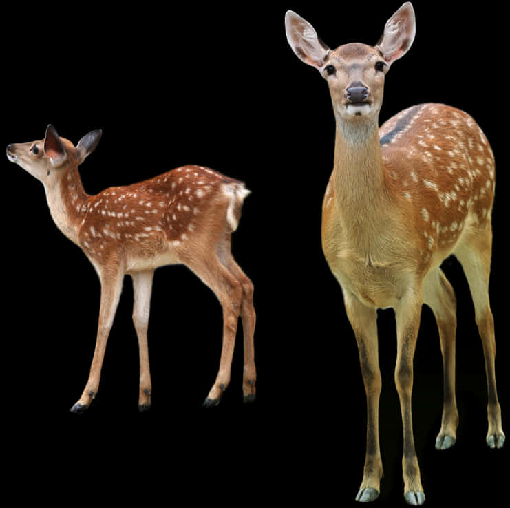 Spotted Deerand Fawn Black Background PNG