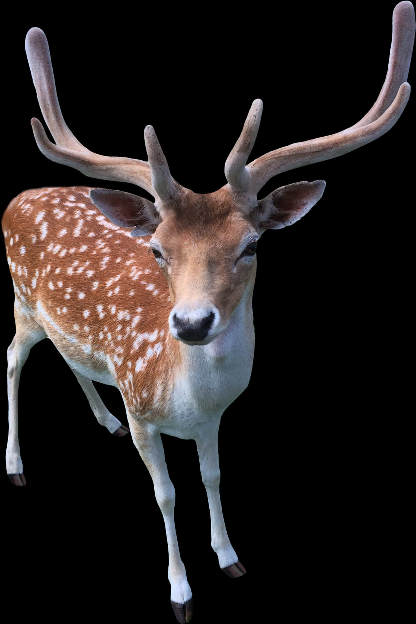 Spotted Deerwith Antlers PNG