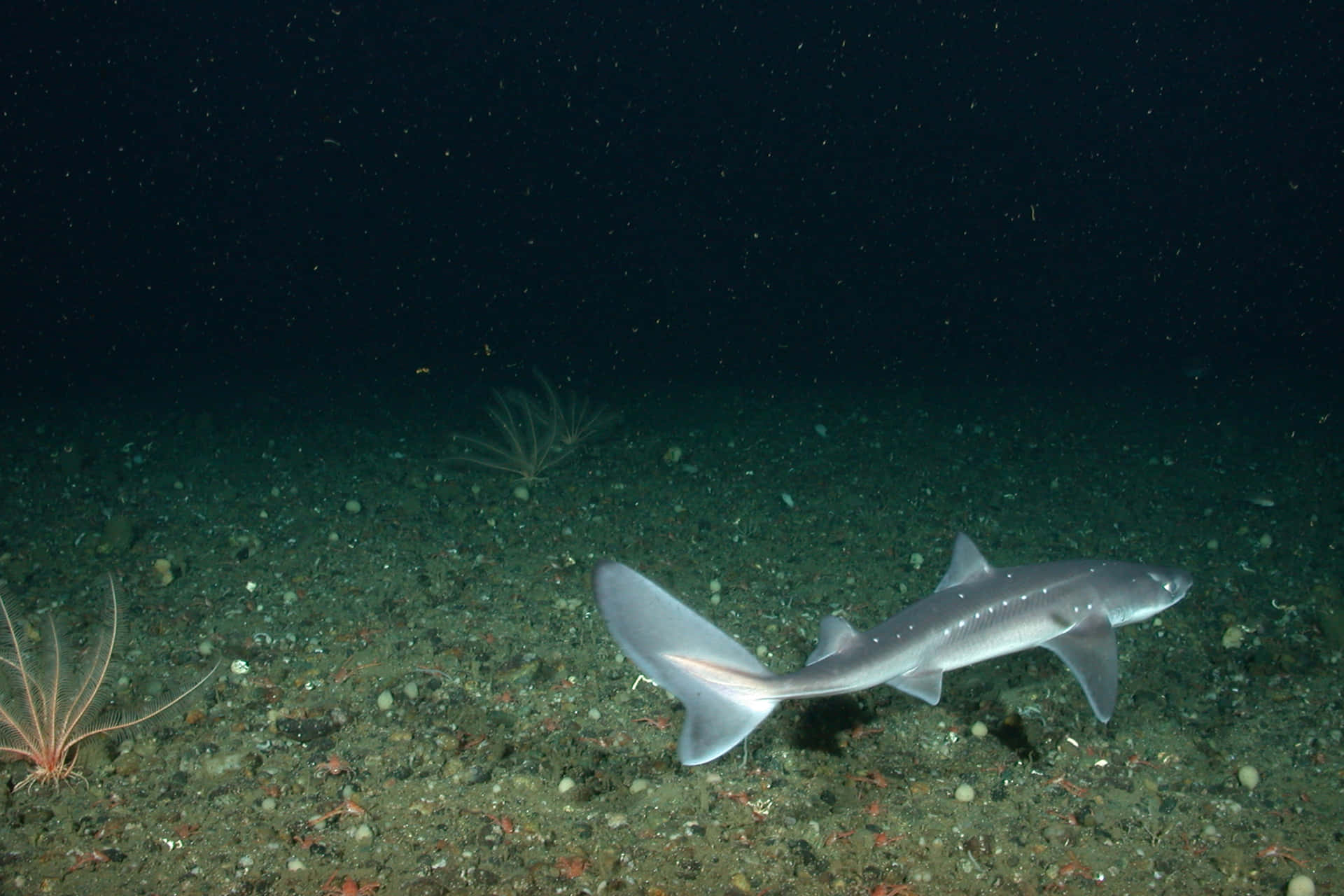 Spotted Dogfish Swimming Underwater.jpg Wallpaper