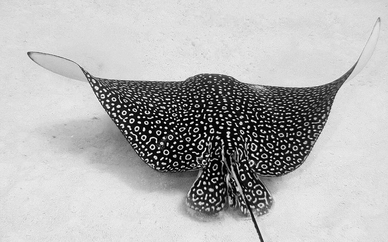 Spotted Eagle Ray Blackand White Wallpaper