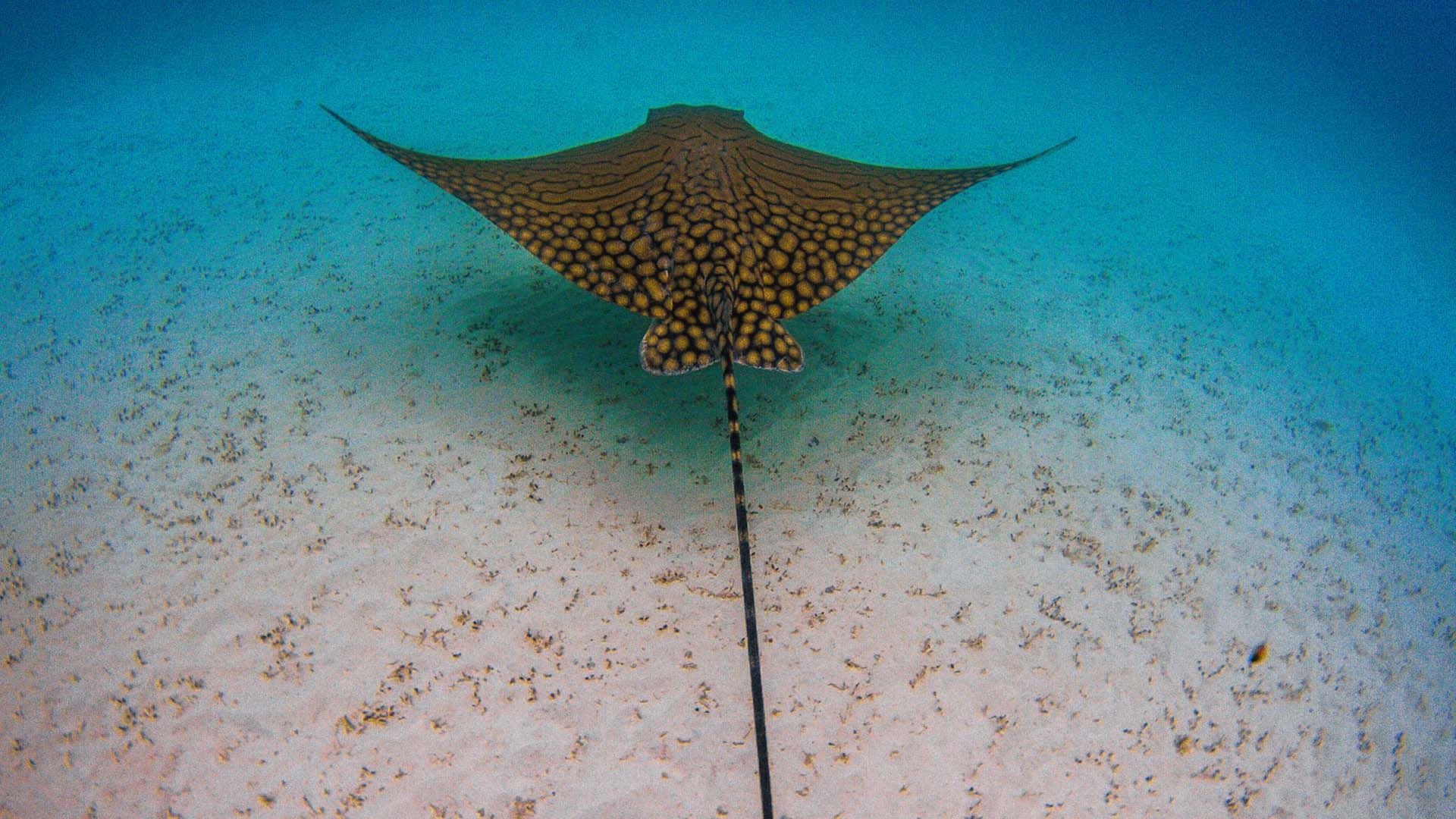 Spotted Eagle Ray Graceful Swim Wallpaper