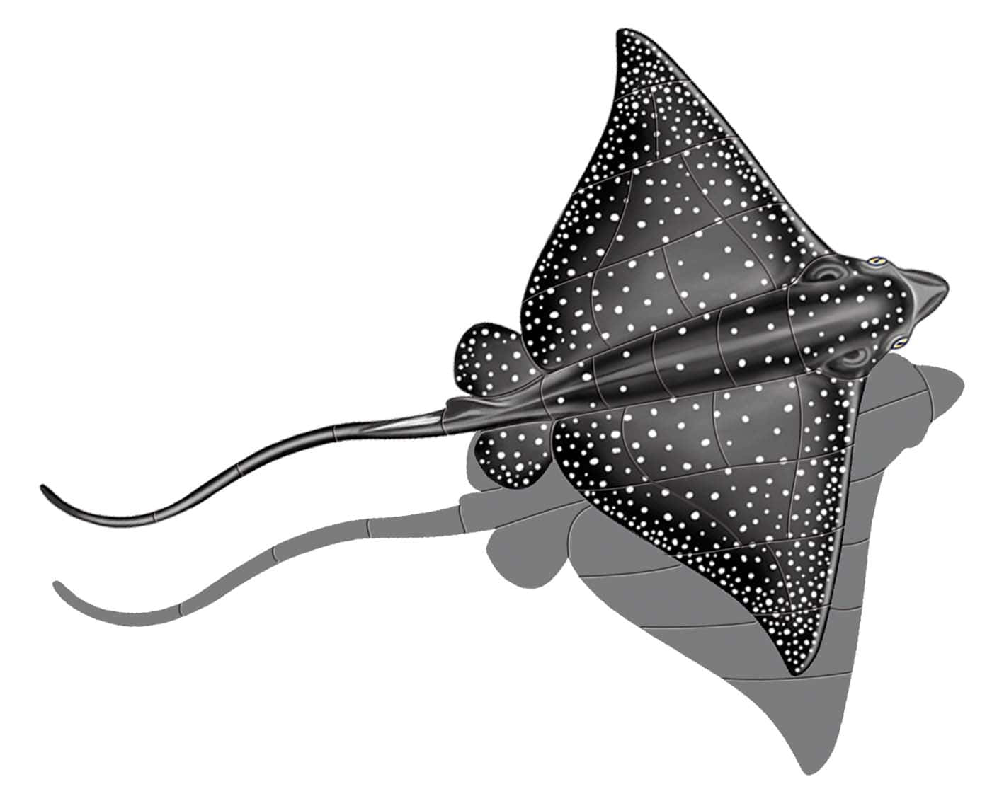 Spotted Eagle Ray Illustration Wallpaper