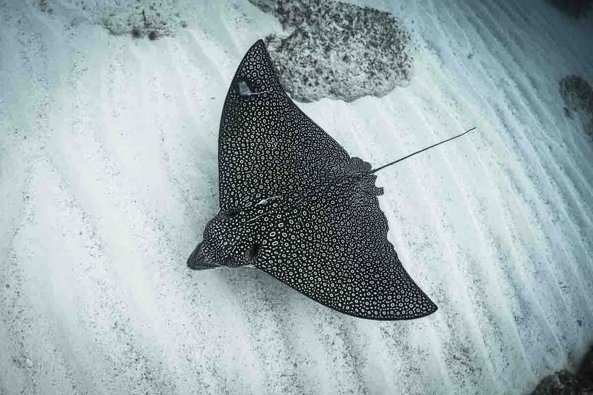 Spotted Eagle Ray Over Sandy Bottom Wallpaper