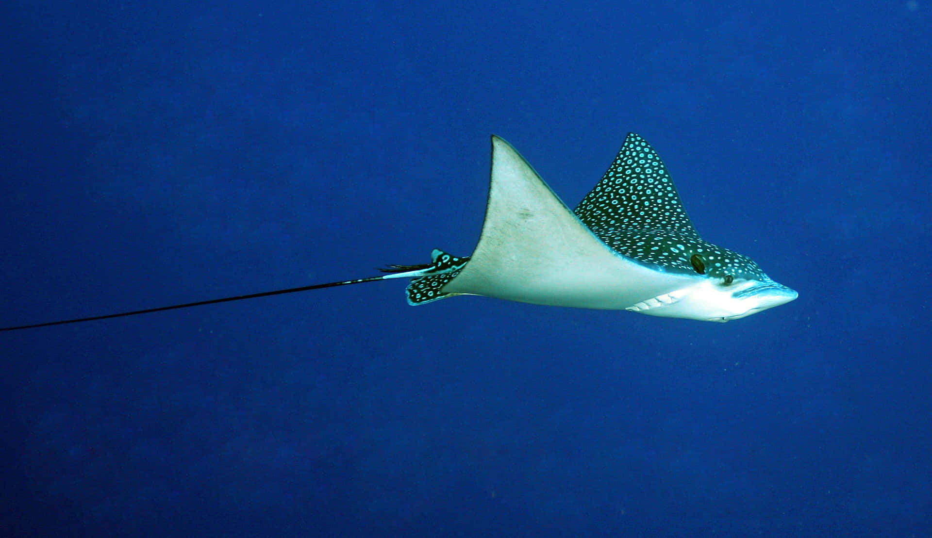 Spotted Eagle Ray Swimming Blue Ocean Wallpaper