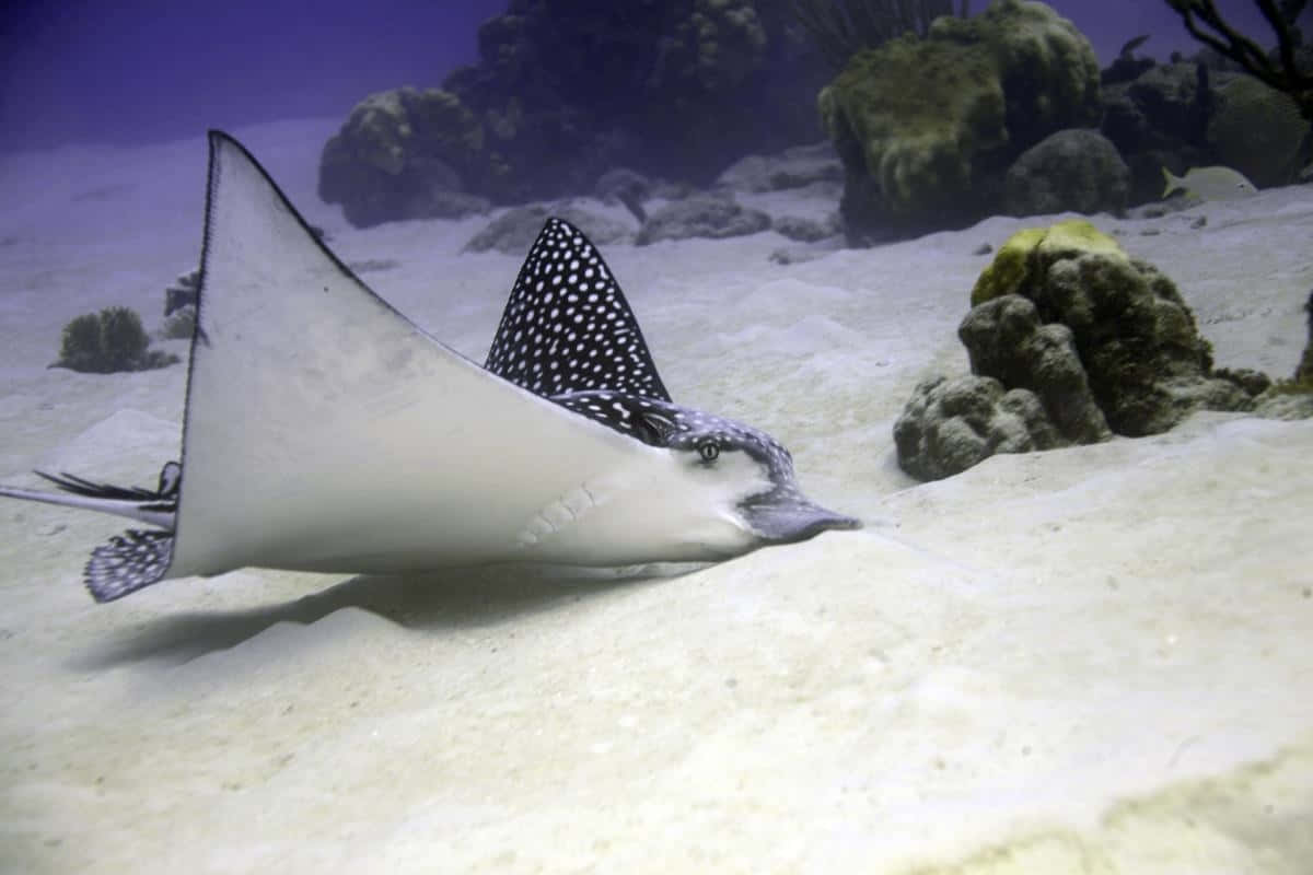 Spotted Eagle Ray Swimming Over Sandy Seabed Wallpaper