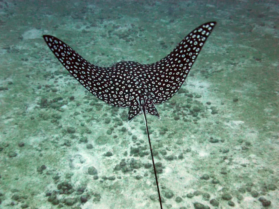 Spotted Eagle Ray Swimming Over Seabed Wallpaper