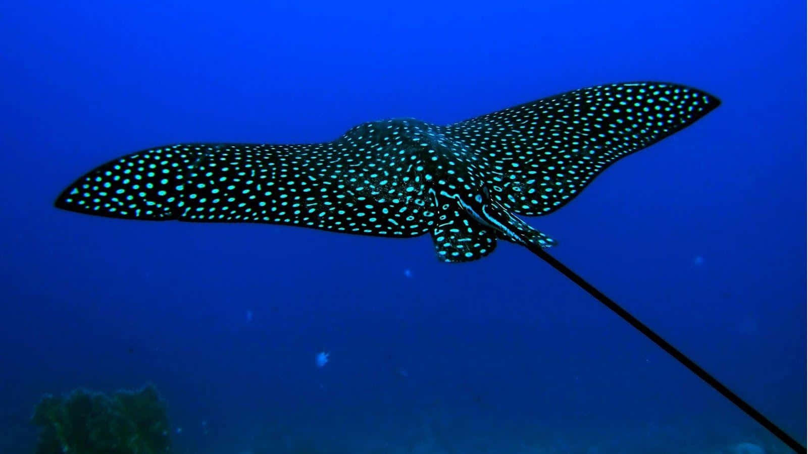 Spotted Eagle Ray Swimming Underwater.jpg Wallpaper