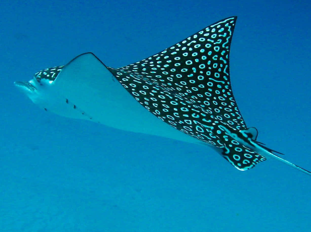 Spotted Eagle Ray Swimming Underwater.jpg Wallpaper